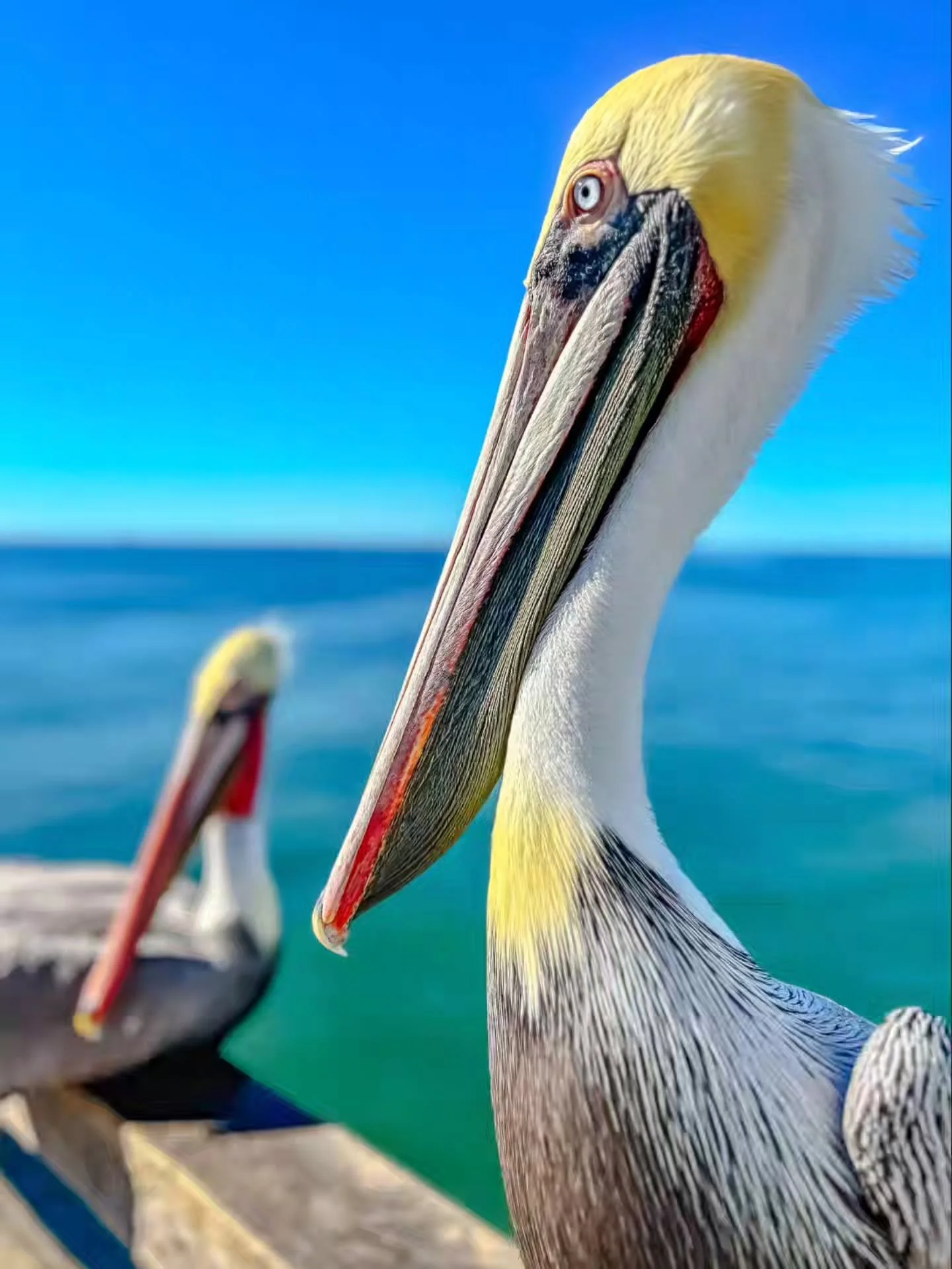 📸 Artist Spotlight: Jeff Pryor

If you've spent any time near the Oceanside Pier, you've probably crossed paths with one of Jeff Pryor's favorite subjects.

A longtime Art Walk artist and Oceanside resident, Jeff captures the beauty, character, and 