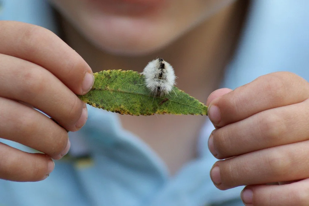 Kids’ Nature Clubhouse: All Aflutter about Butterflies!