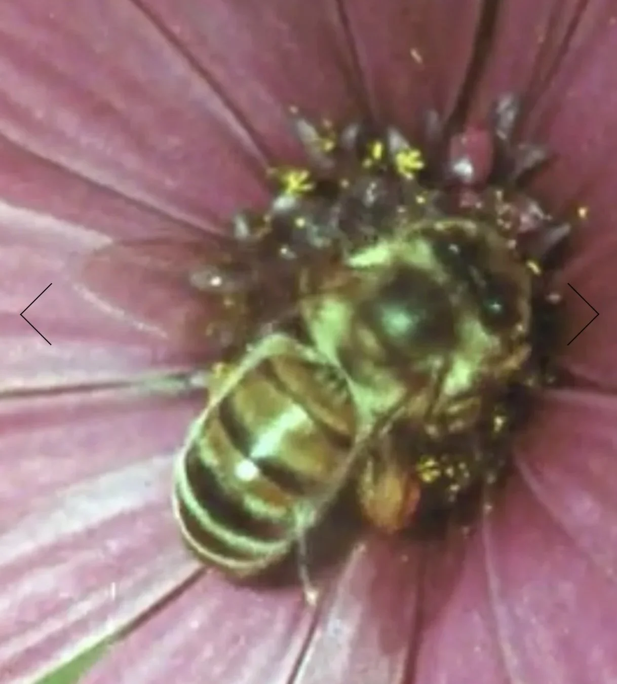 Film &amp; Craft Night: The Wild Garden