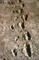 Our development trajectory begins... footprints in Laetoli ash 