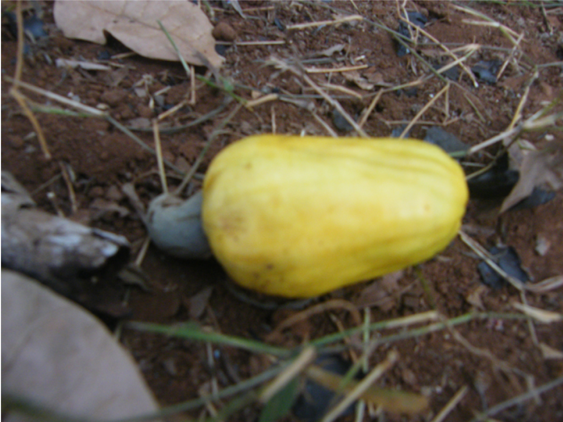 Cashew on a Cambodian forest floor. Whether the forest is mulched up into cashews, coffee or ecotourism makes no difference. Its the economy, stupid