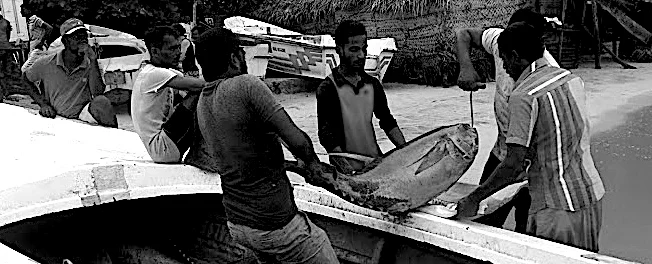 …not 100 m away sweaty brown people haul yellow fin tuna out of boats. Animal sacrifices at the Temple of Tourism. Look away.
