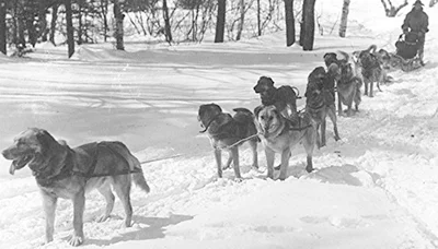 Right, Chinook and team at Wonalancet. (Courtesy Perry Greene Kennels)