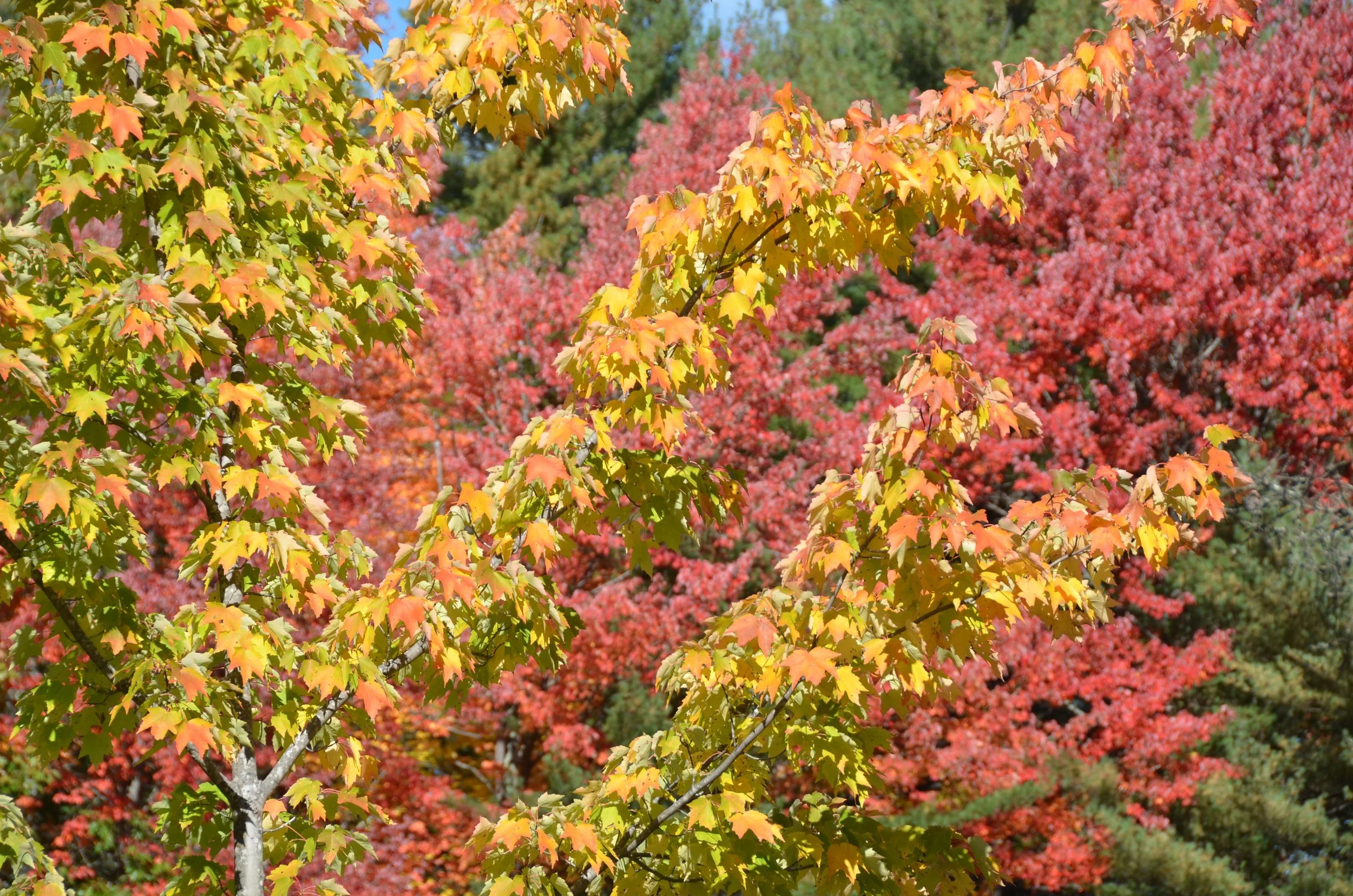 DSC_1336.jpg