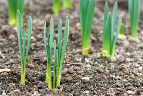 sprouted-spring-flowers-e1487693631261.jpg