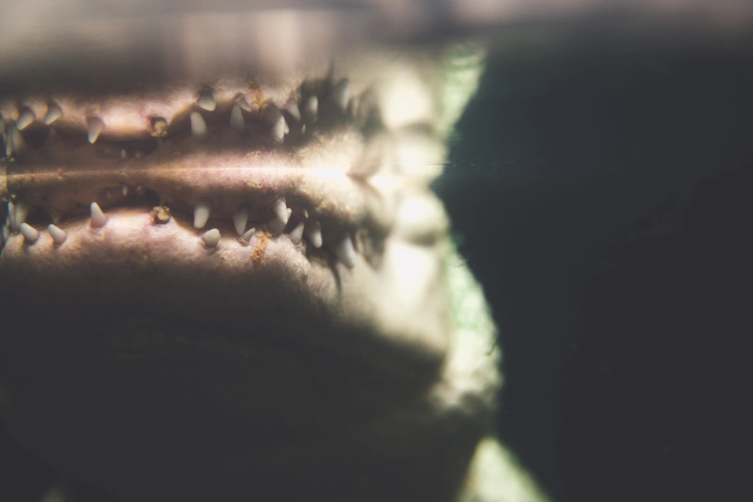  Albino Alligator 