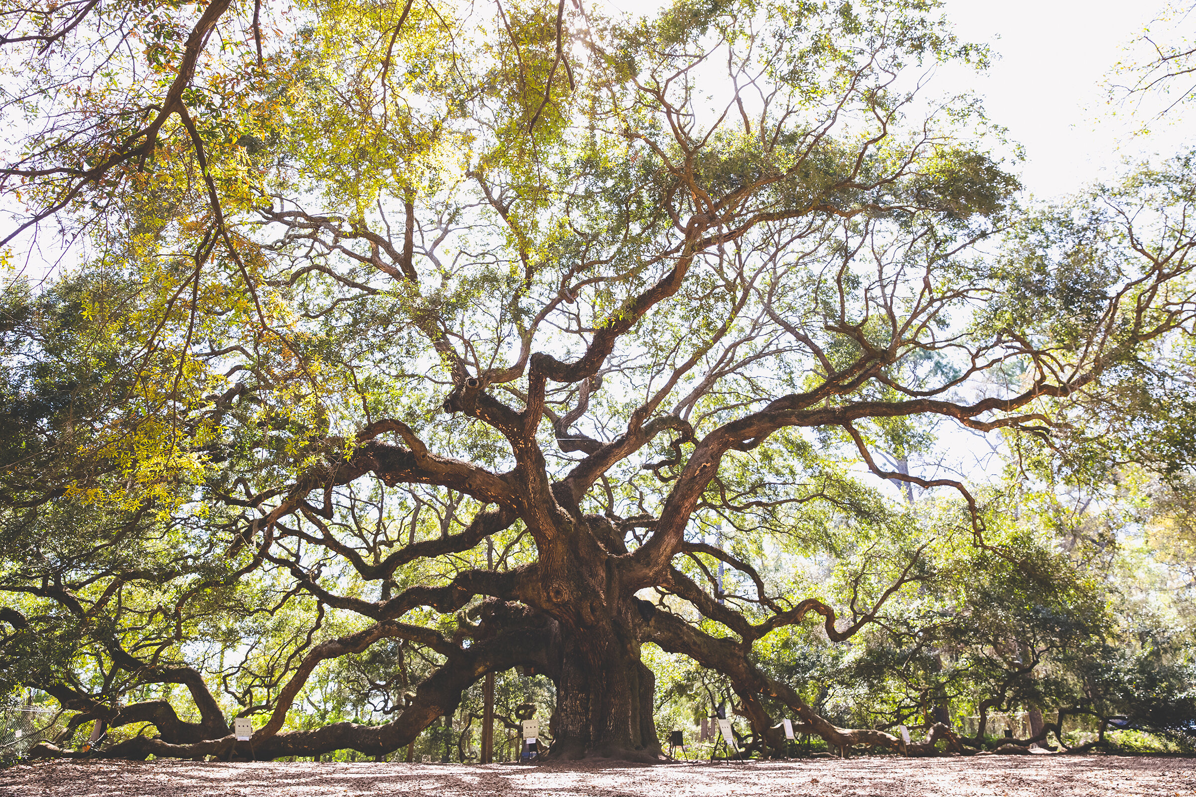 Angel Oak