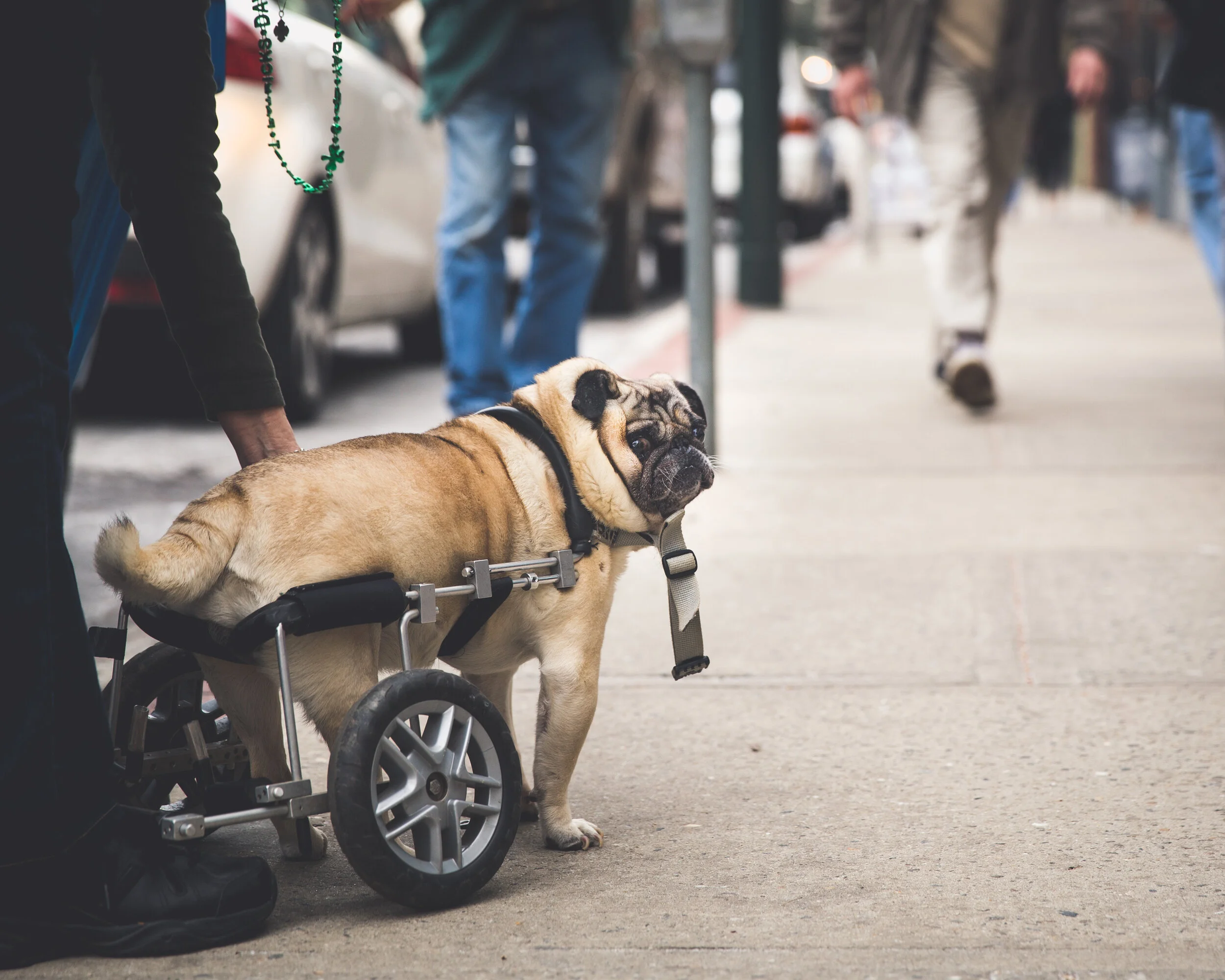  Handicapped Pug 