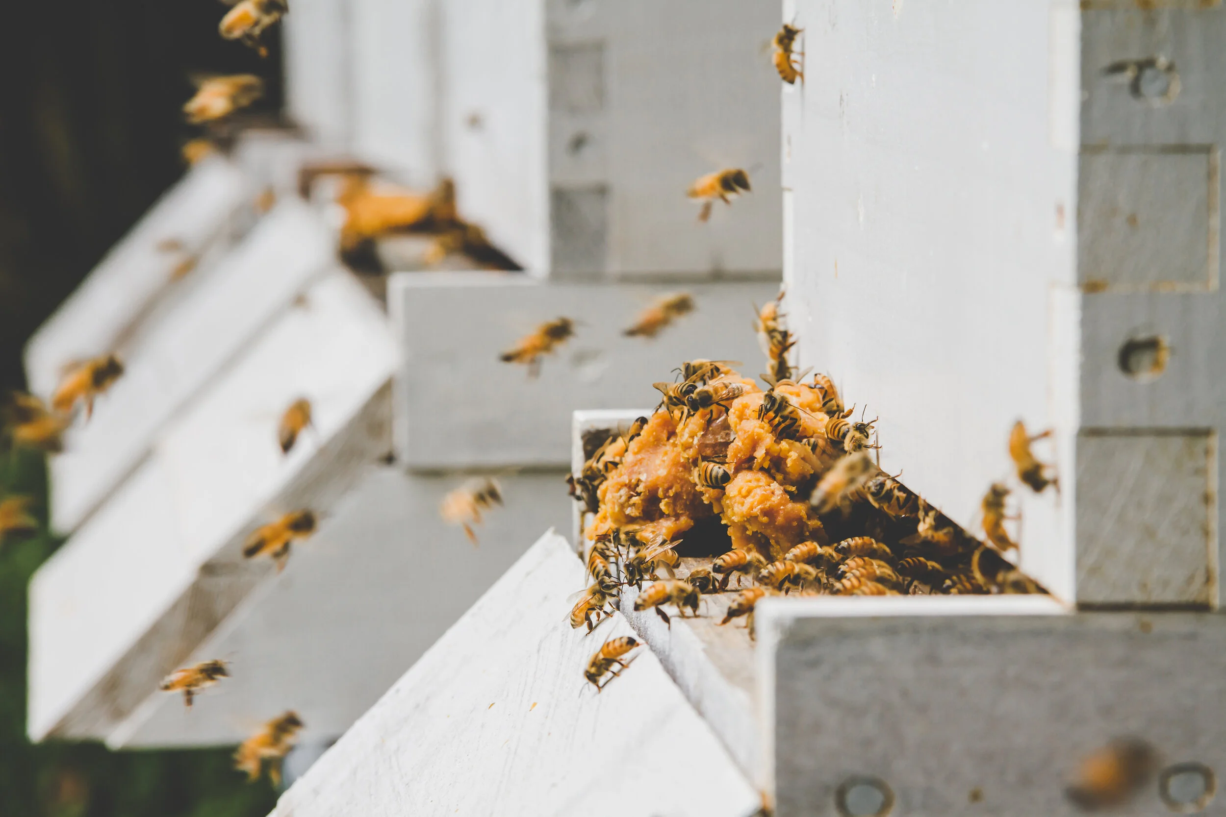  Honeybees 