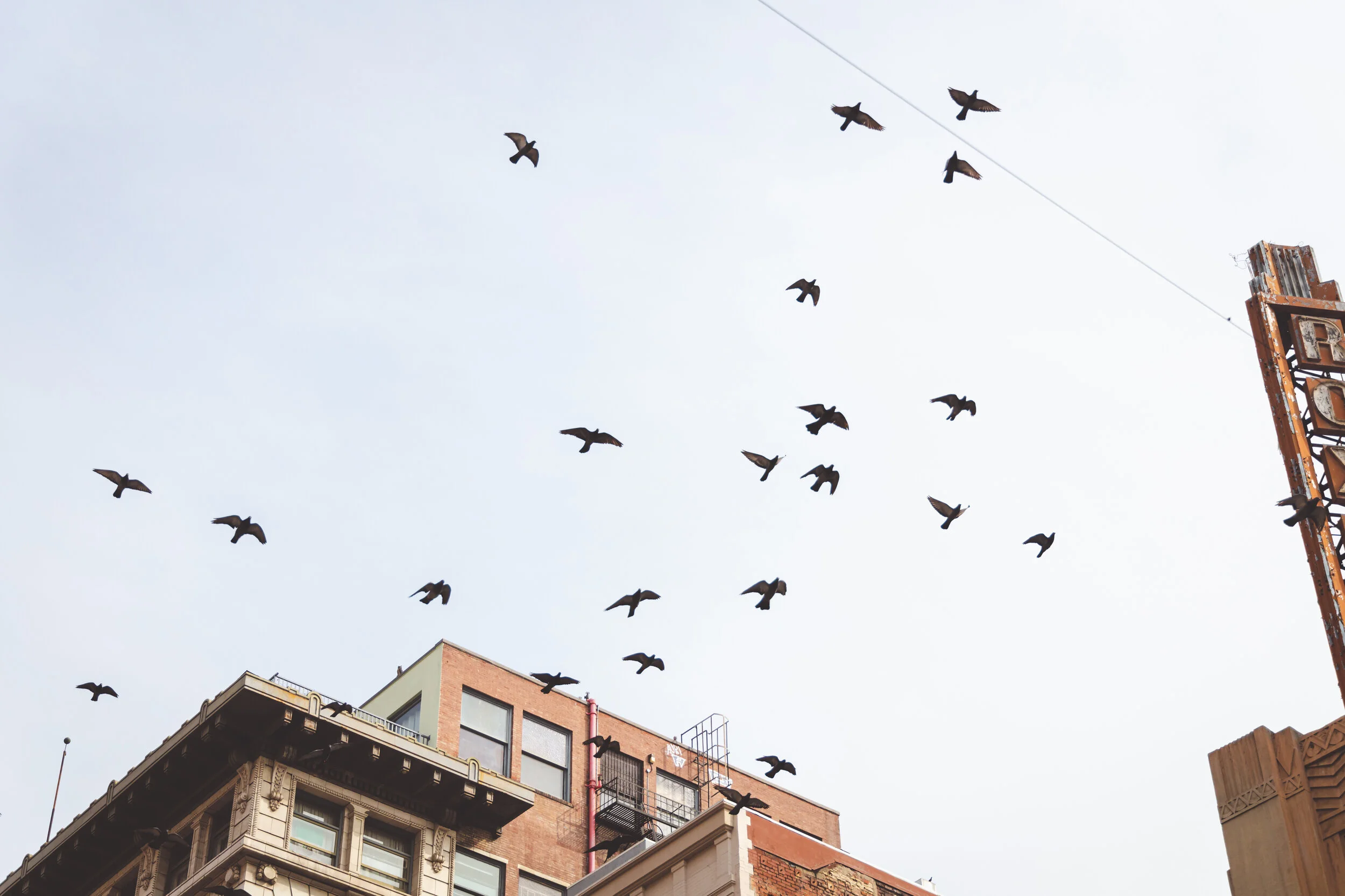  City Pigeons 