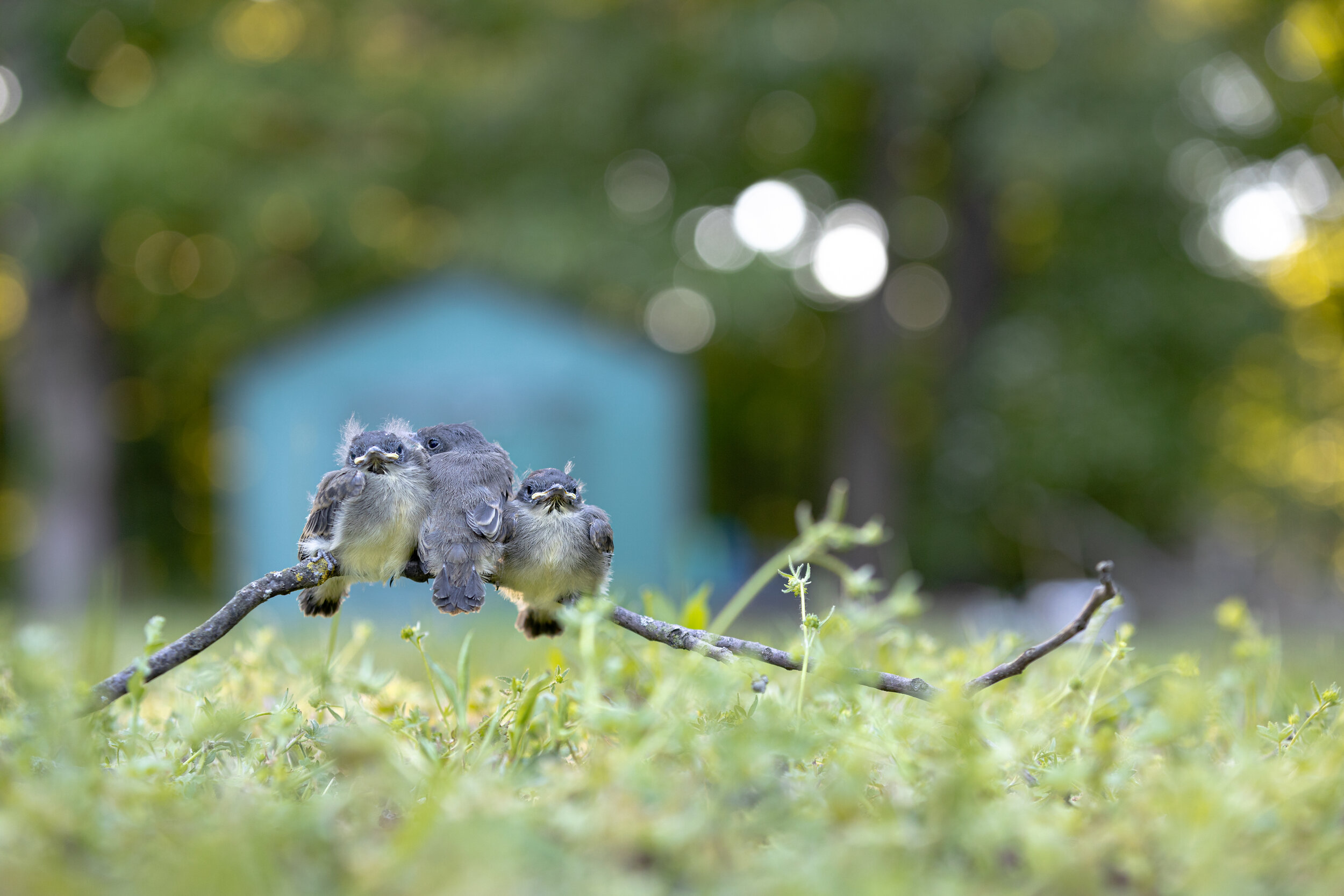  Fledglings 
