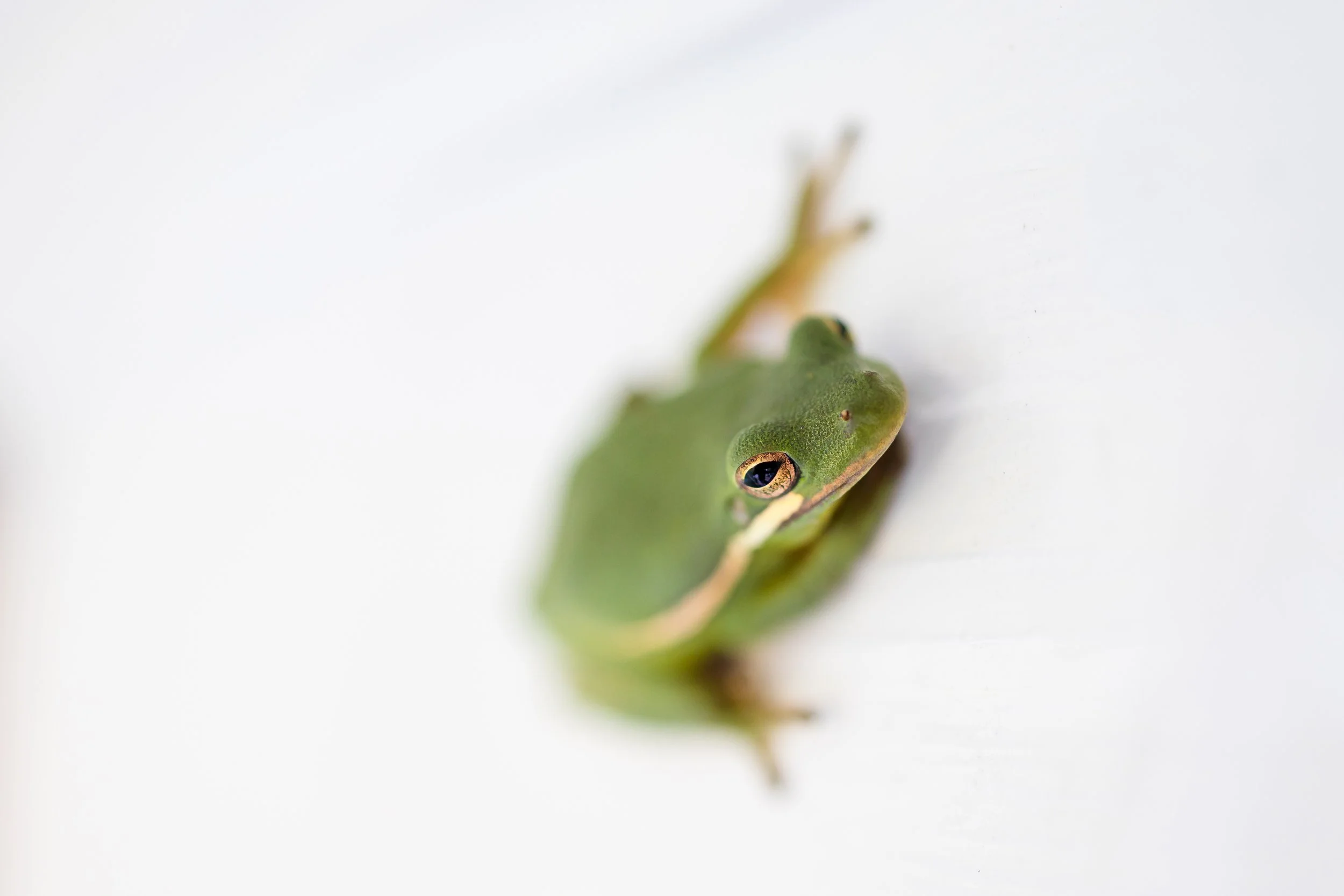  Tree Frog 