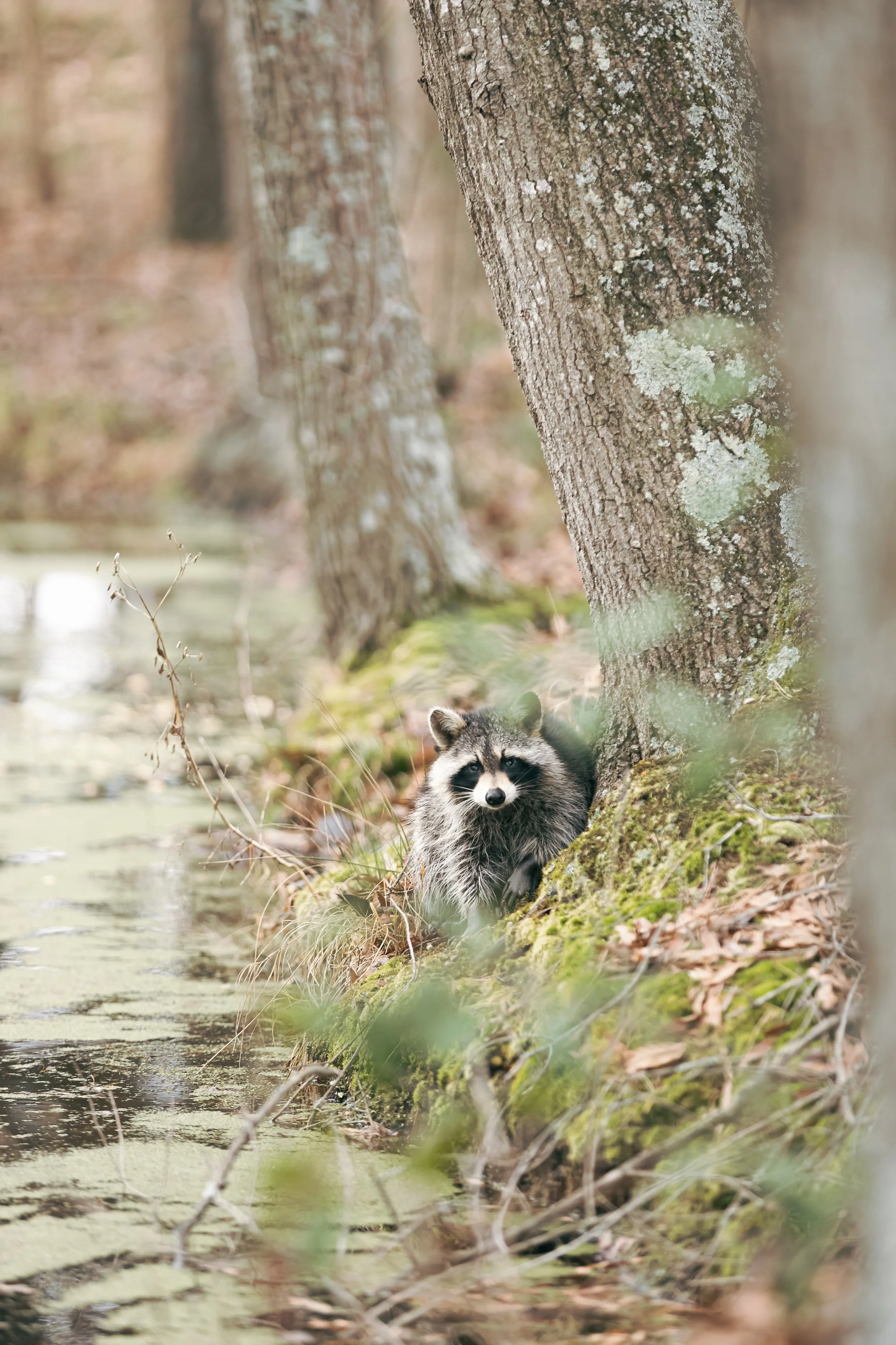  Racoon 