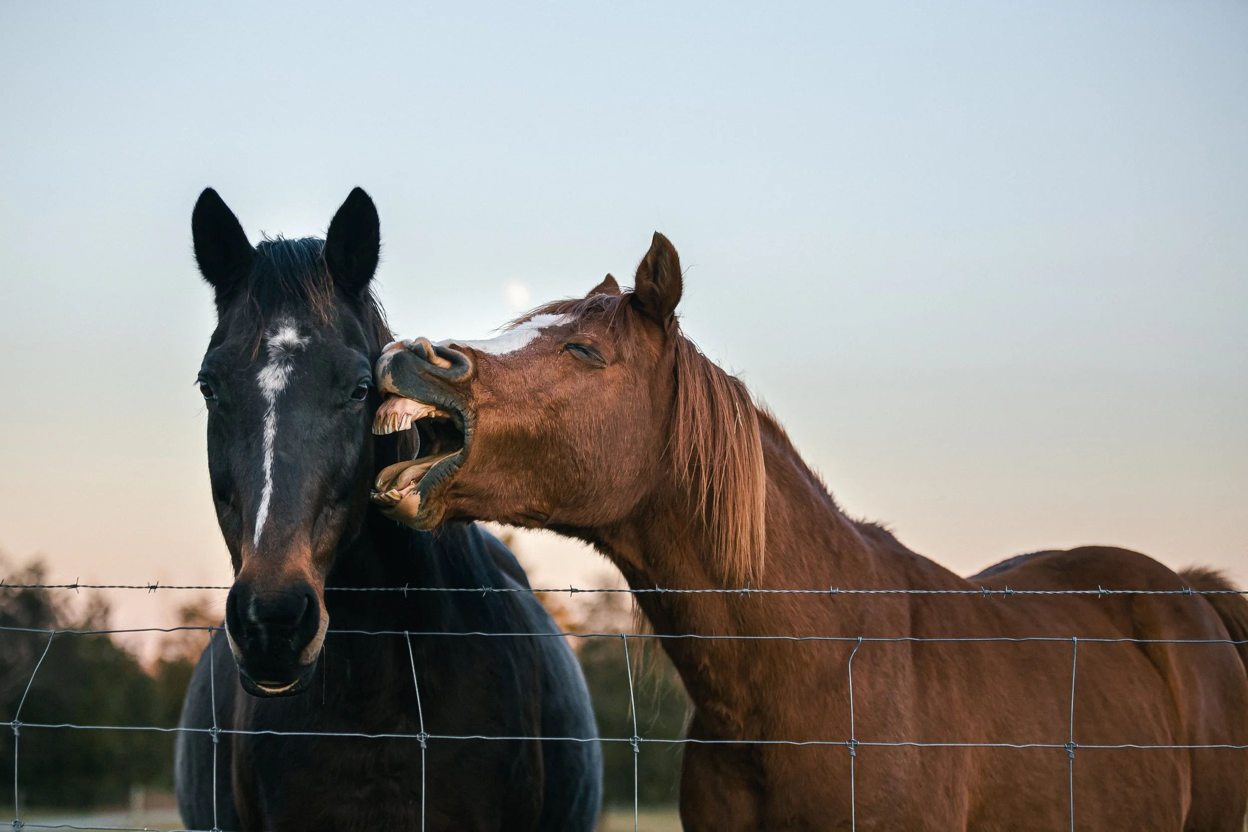  Equine 