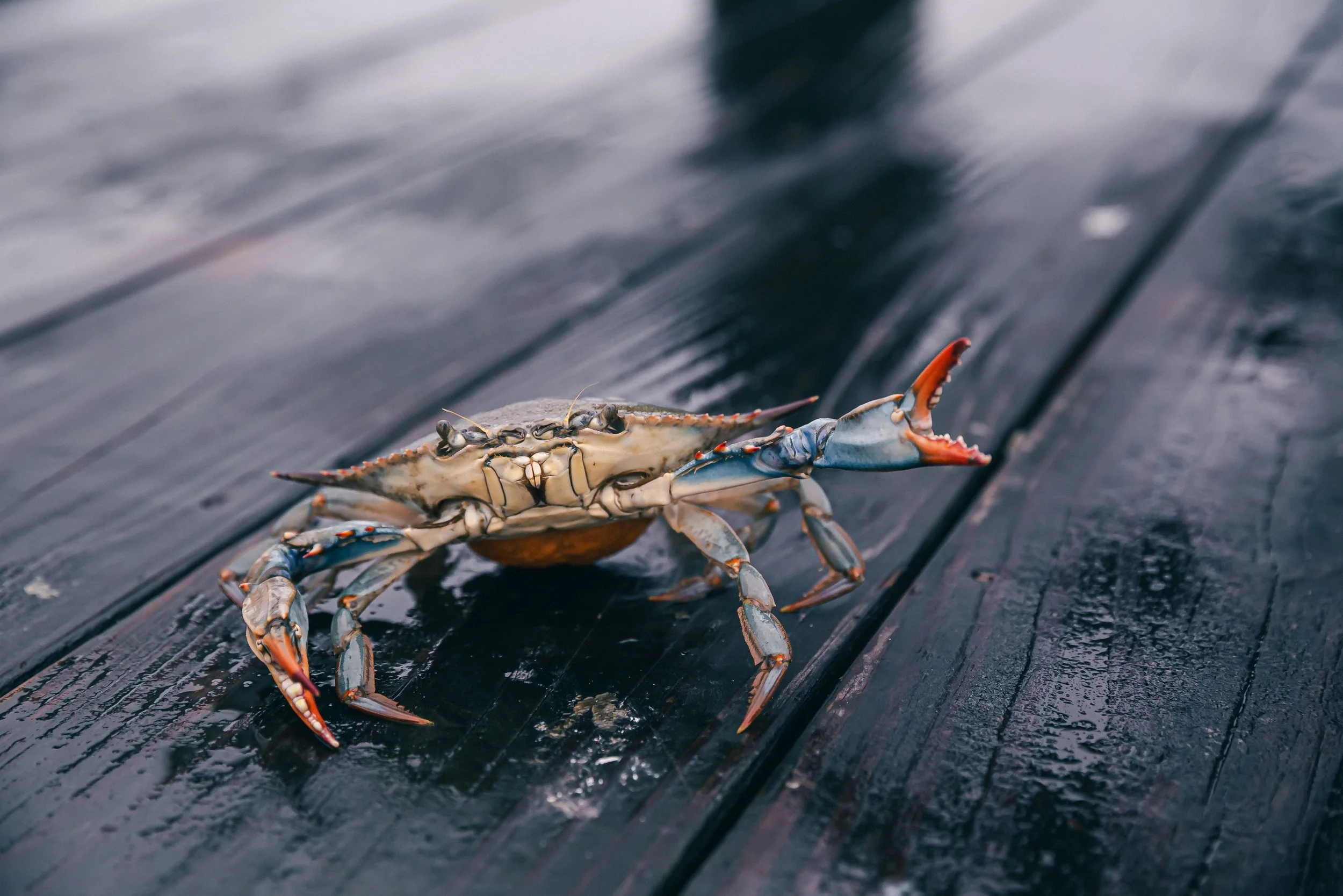  Chesapeake Blue Crab 