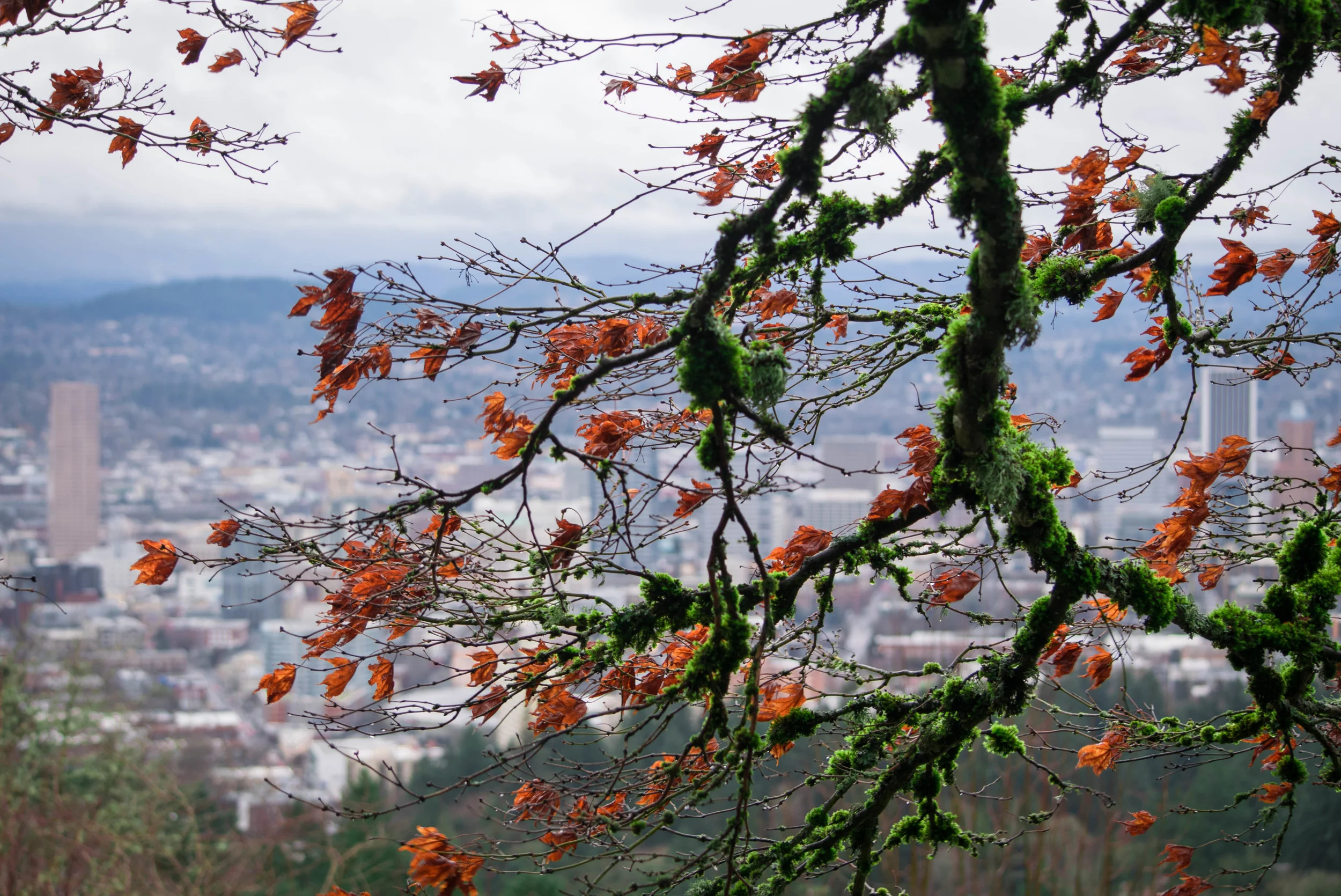Bloom at Pittock Mansion | Portland, OR