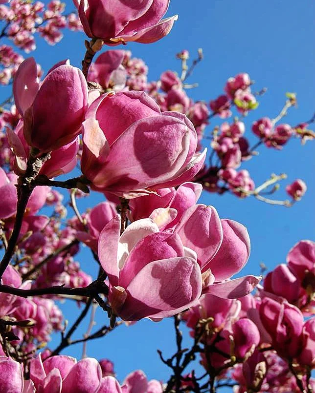 Pacific Northwest in bloom | Portland, OR