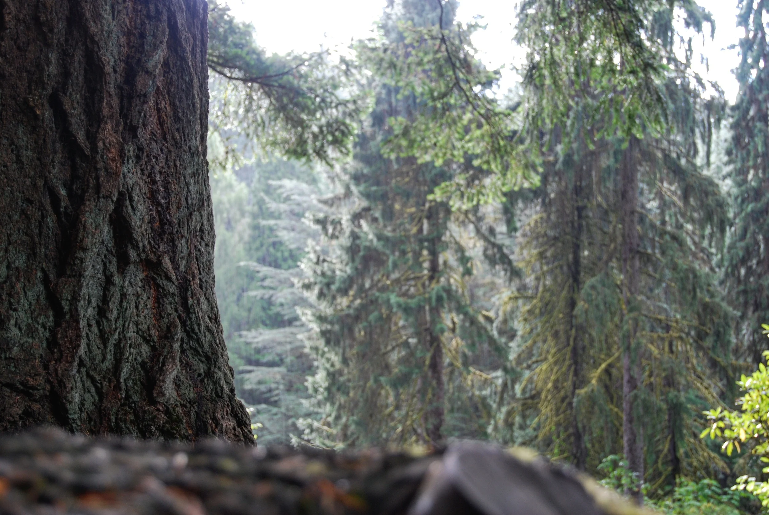 Rainfall Forest Park | Portland, OR