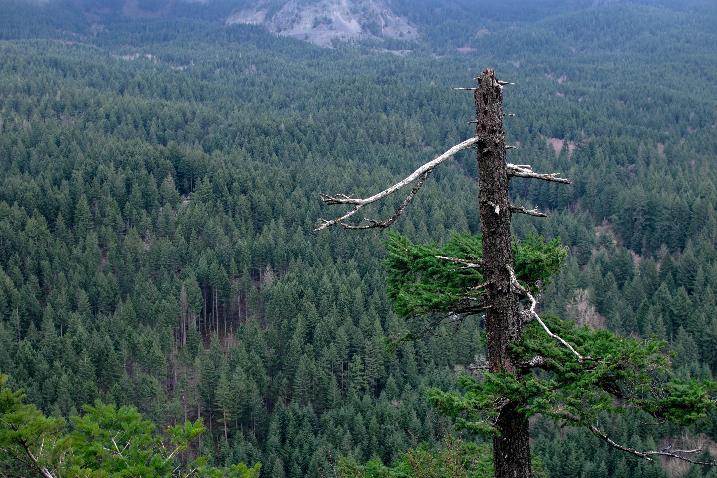 Das forest | Columbia River Gorge, WA