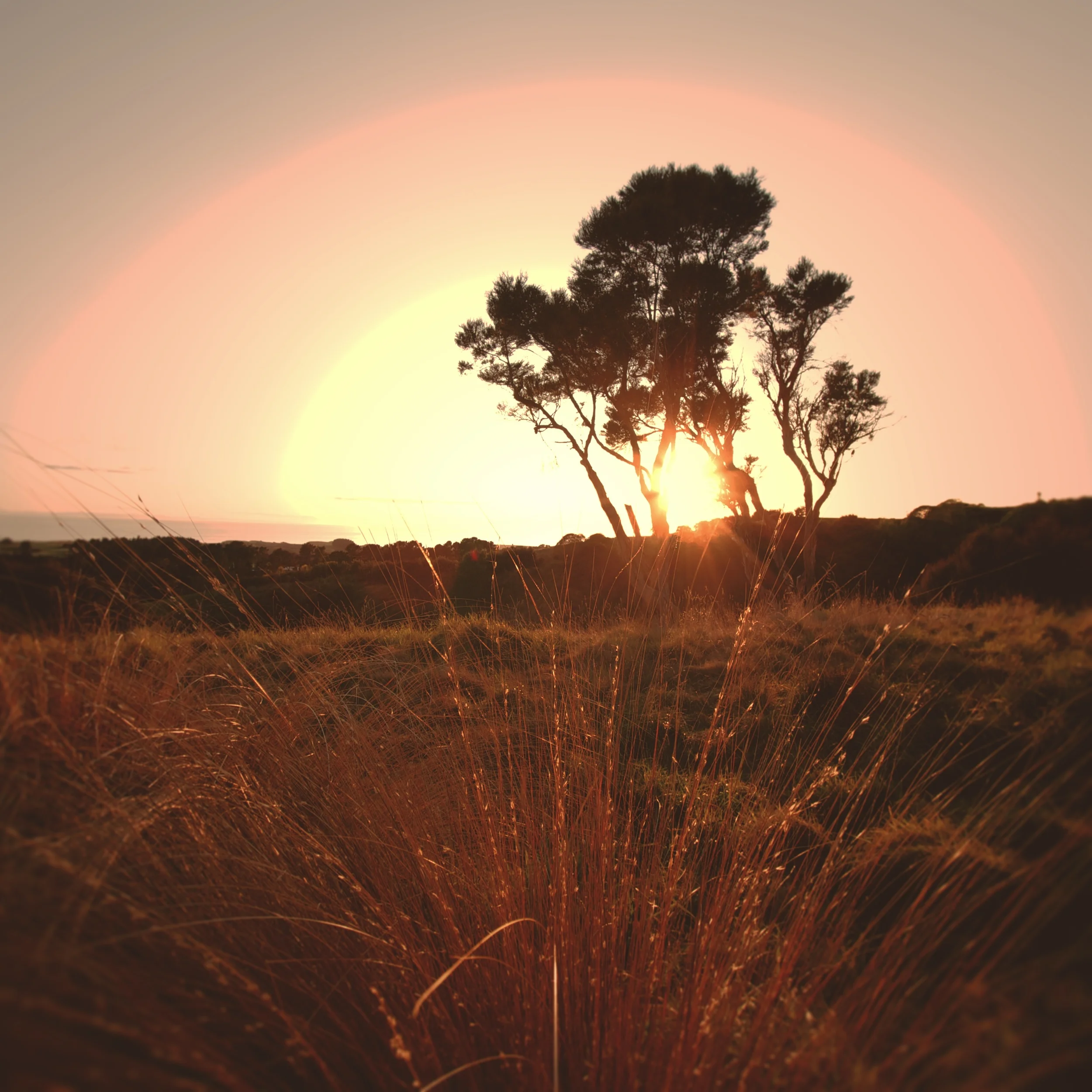 The Farm Sunrise insta.jpg