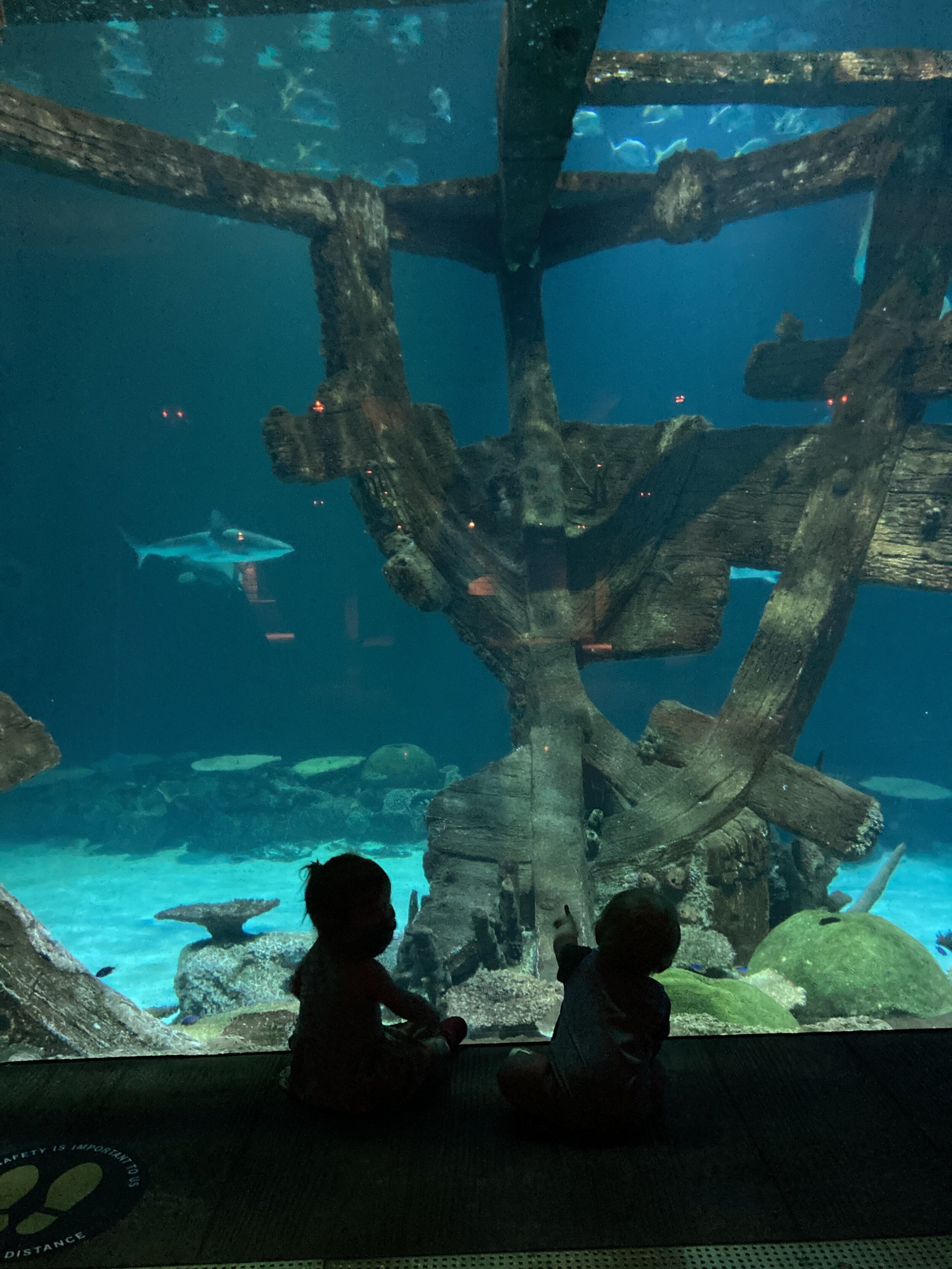 Shark Reef at Mandalay Bay