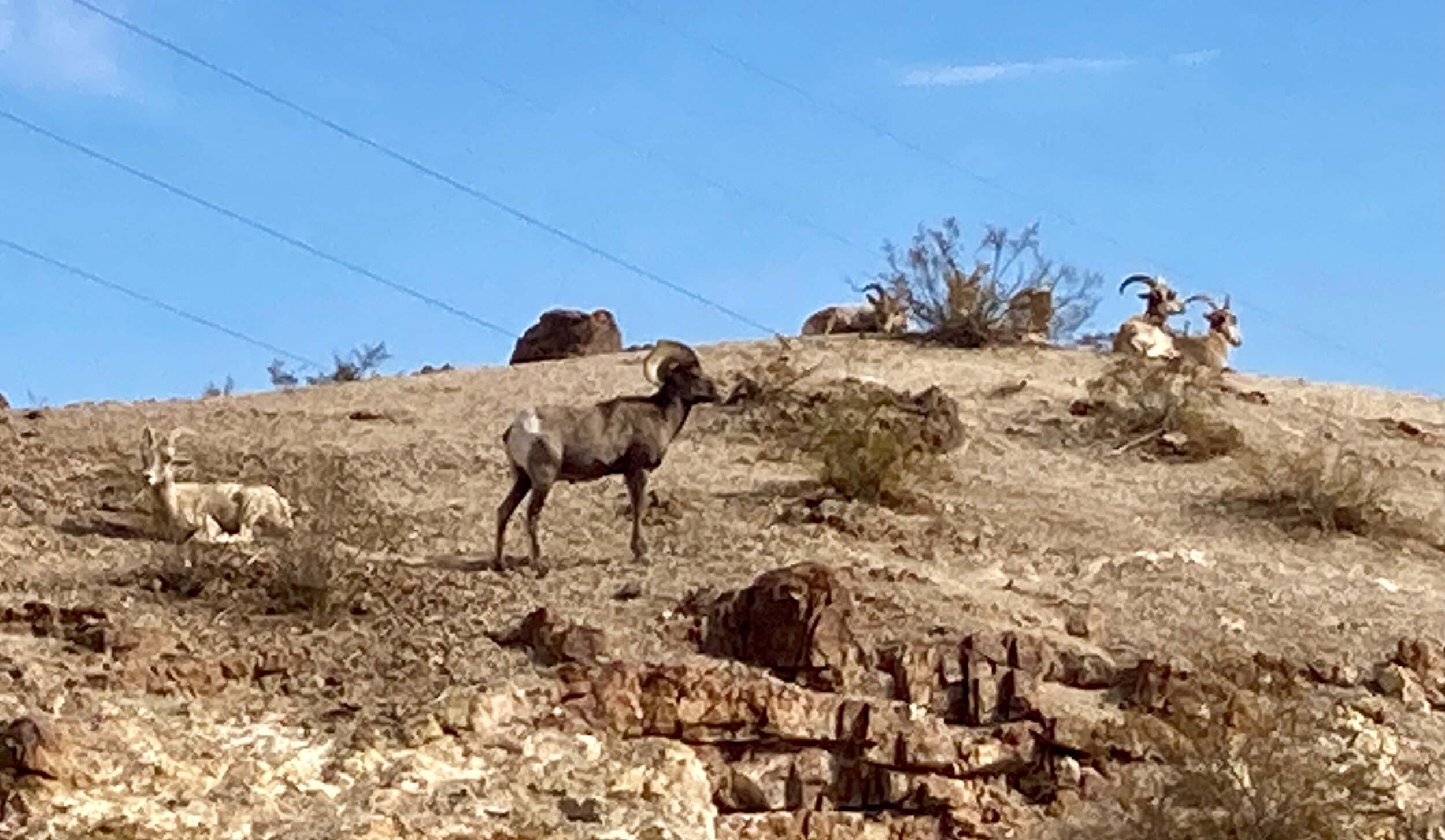 Bighorn Sheep at a park in Boulder City!