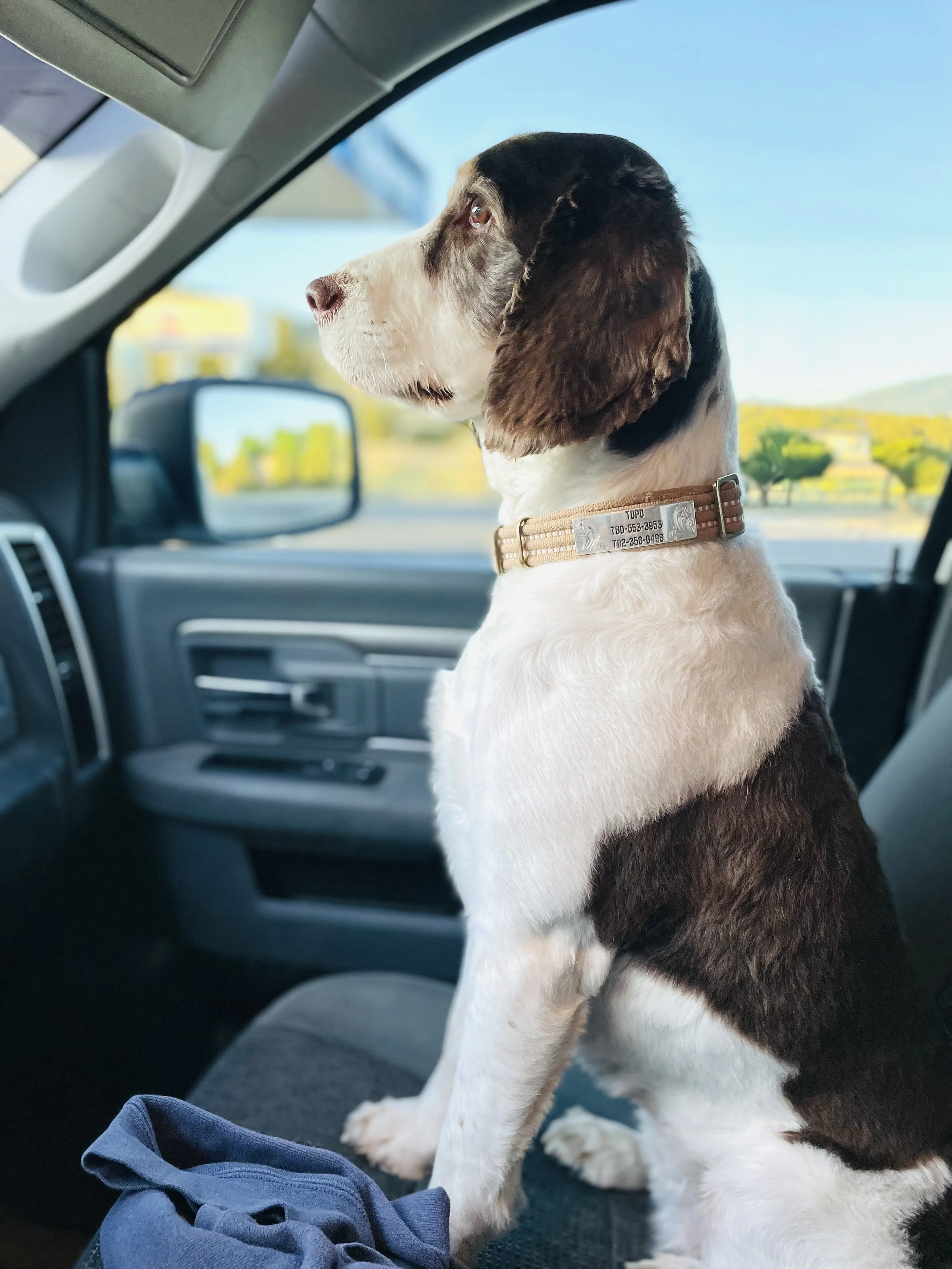 Topo waiting patiently.