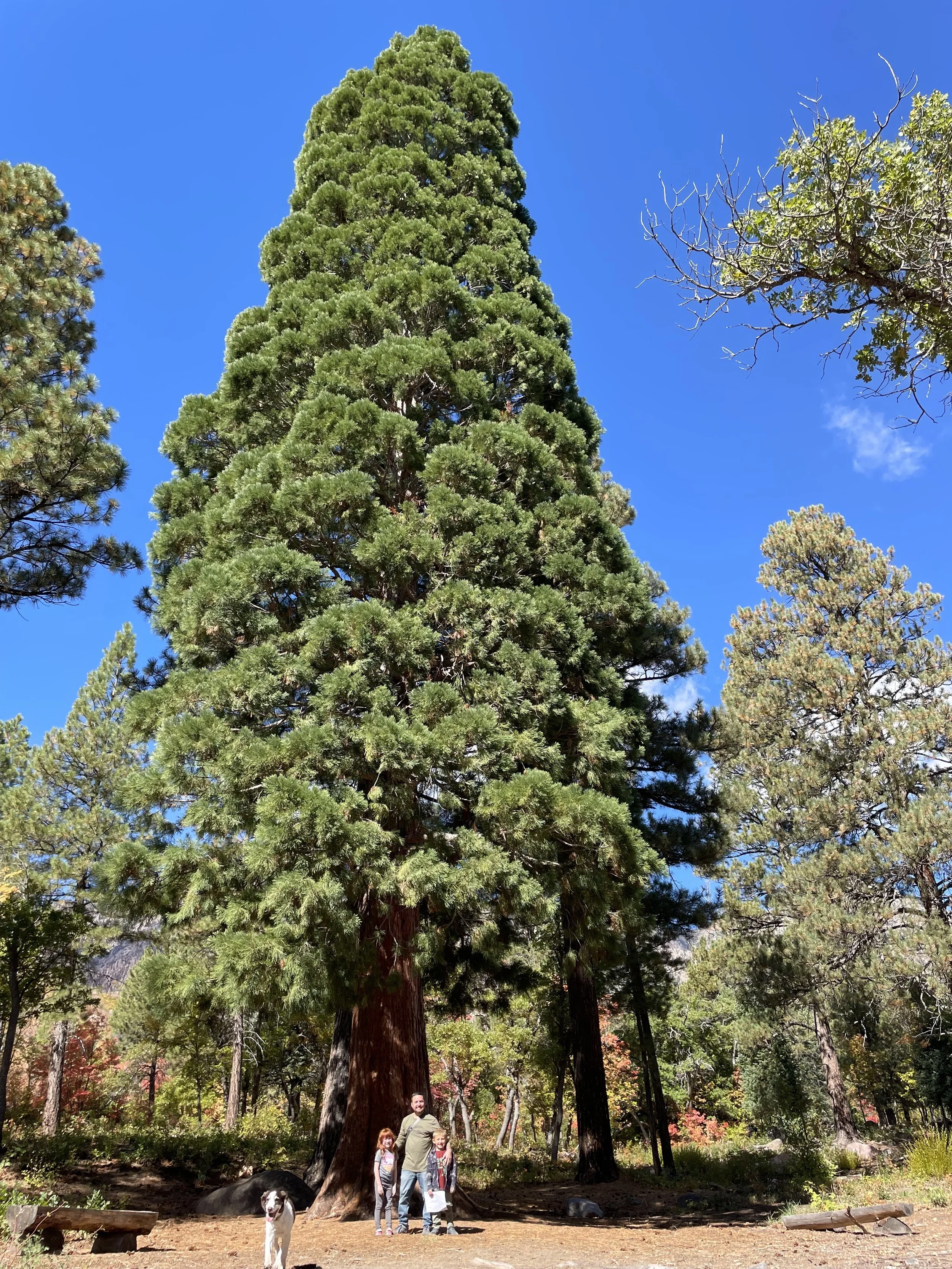 100 ft. Sequoia!