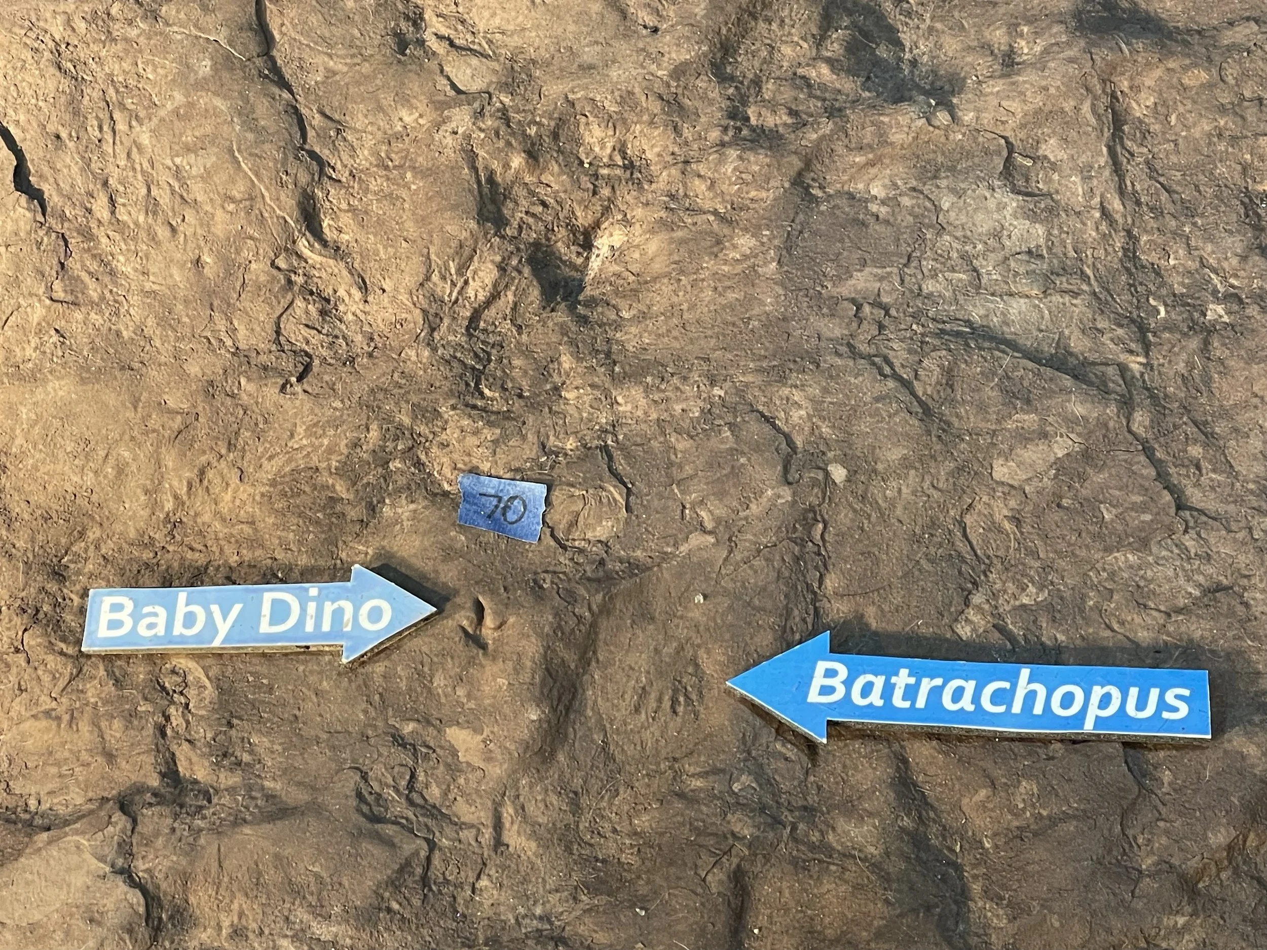 FullSizeRender (1).jpeg