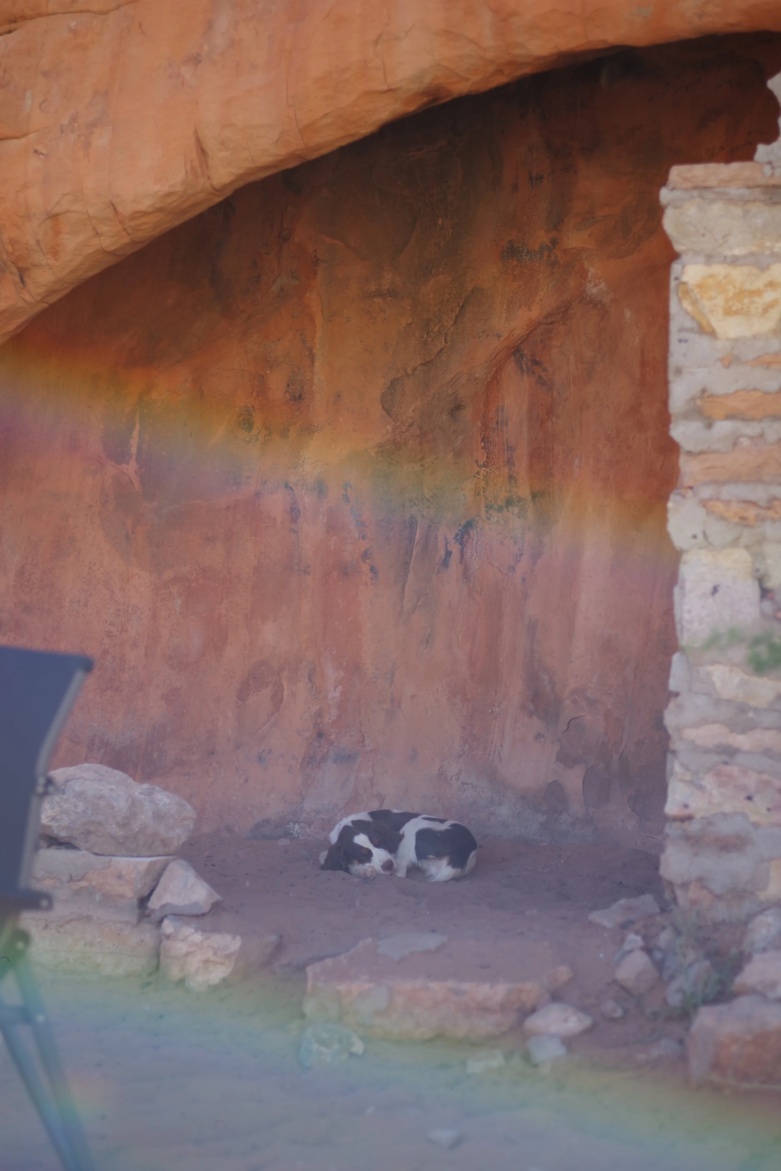 A very tired Pepper.