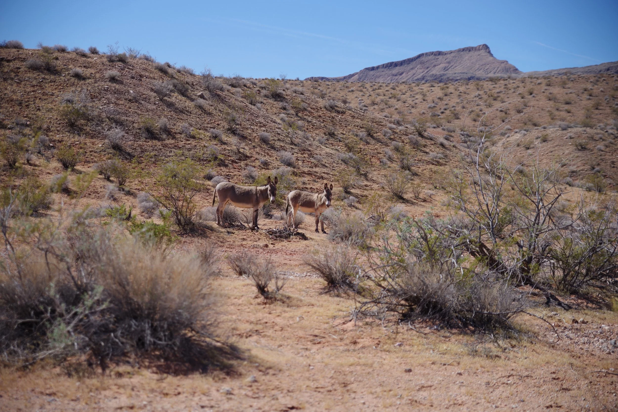 Wild burros