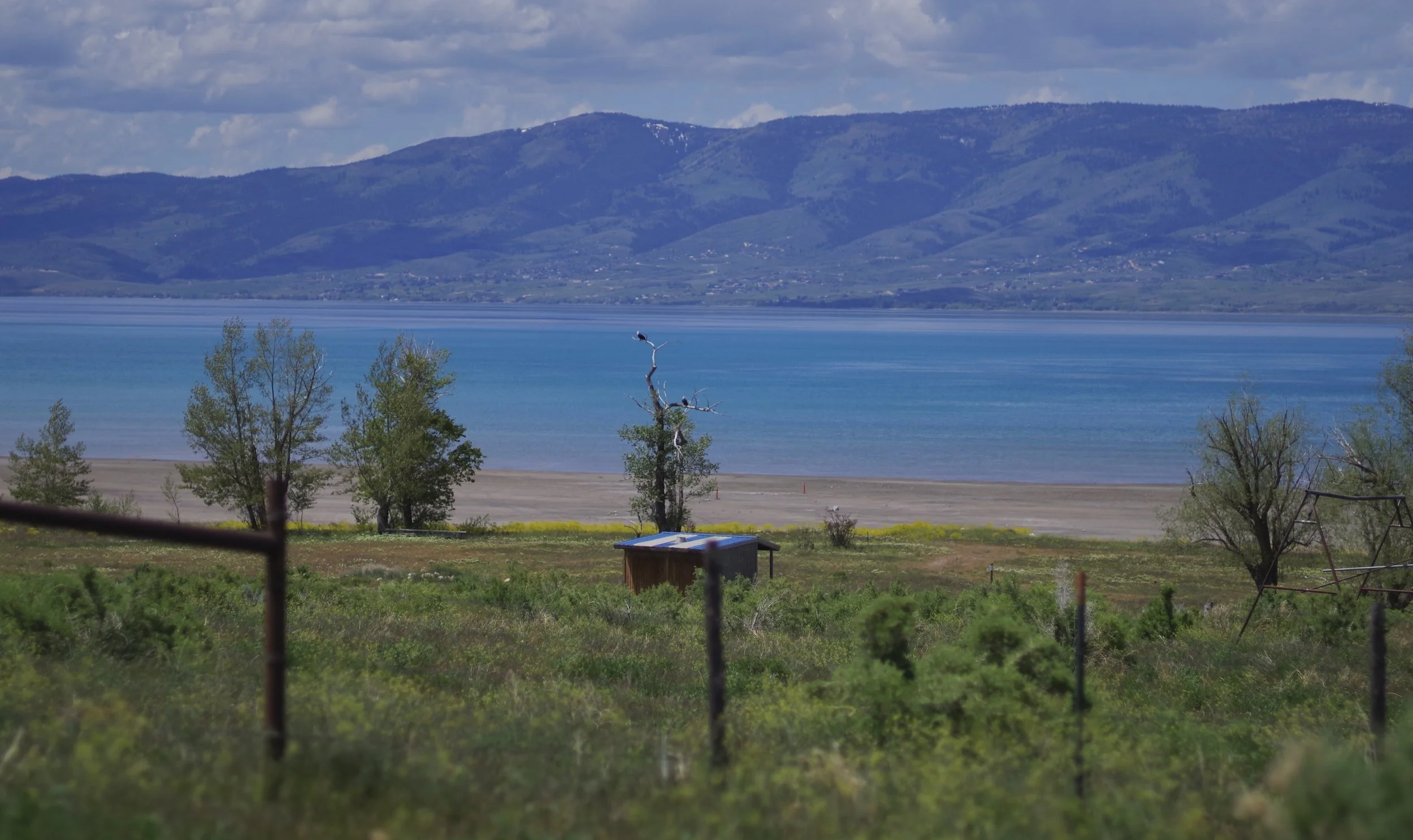 Two bald eagles hanging out around the lake.