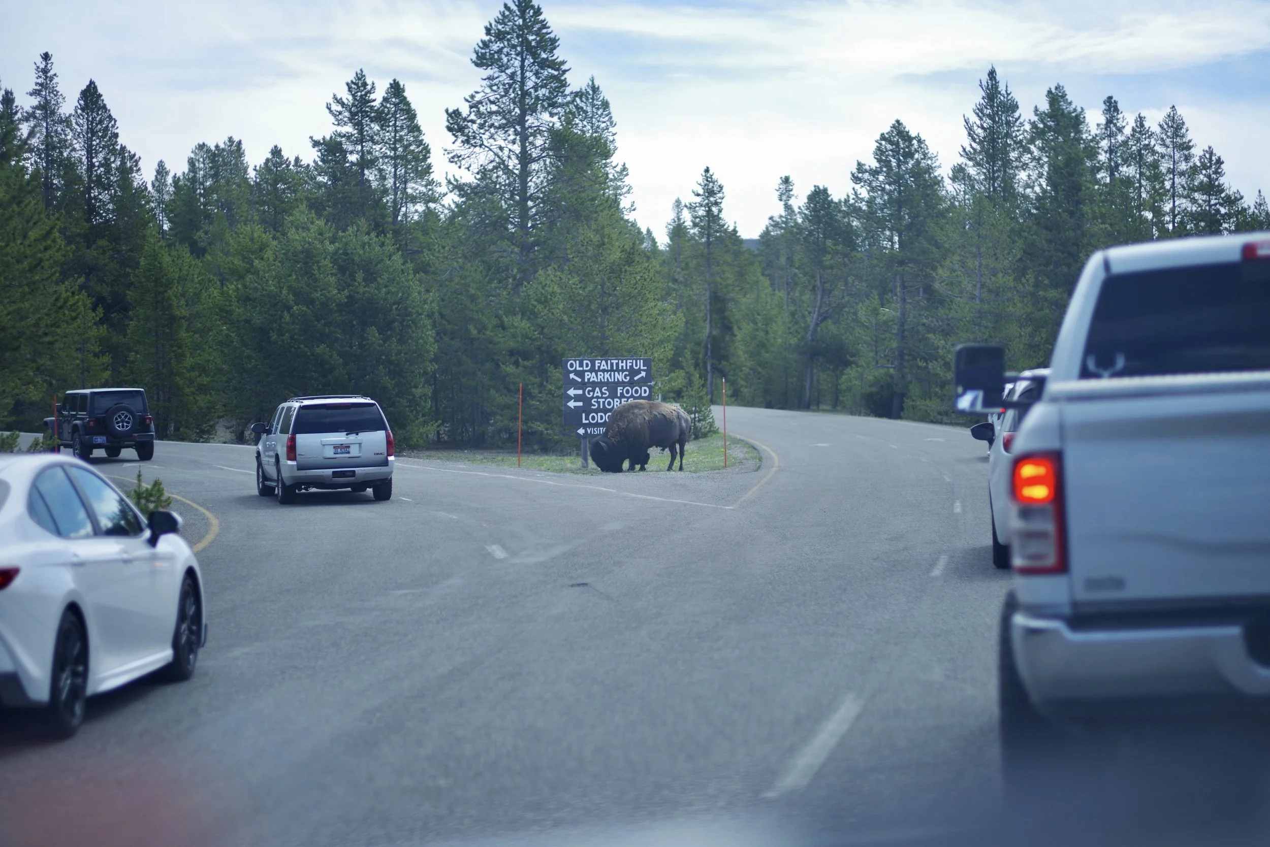 Old Faithful and Bison...Yellowstone in a nutshell.