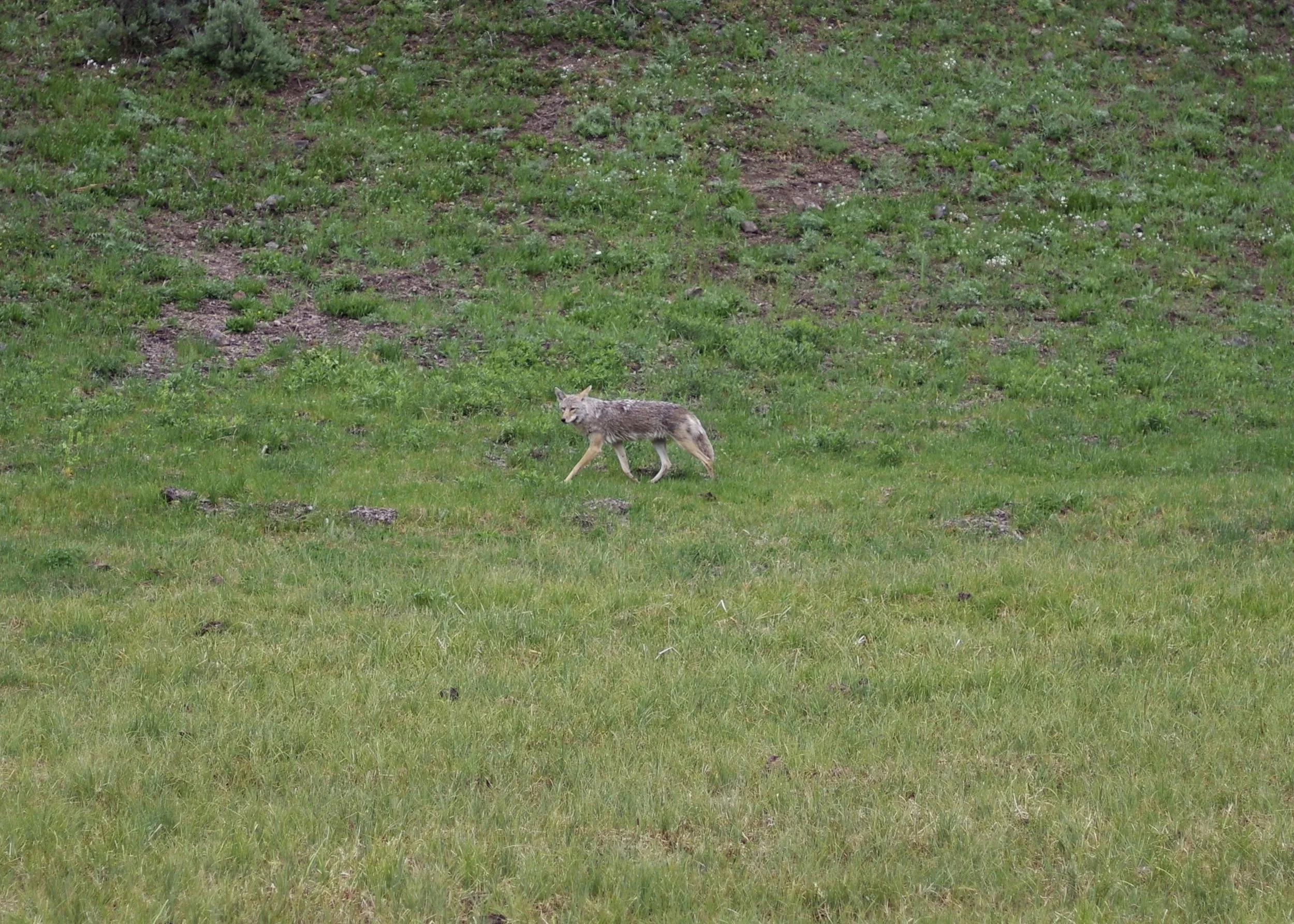 Coyote