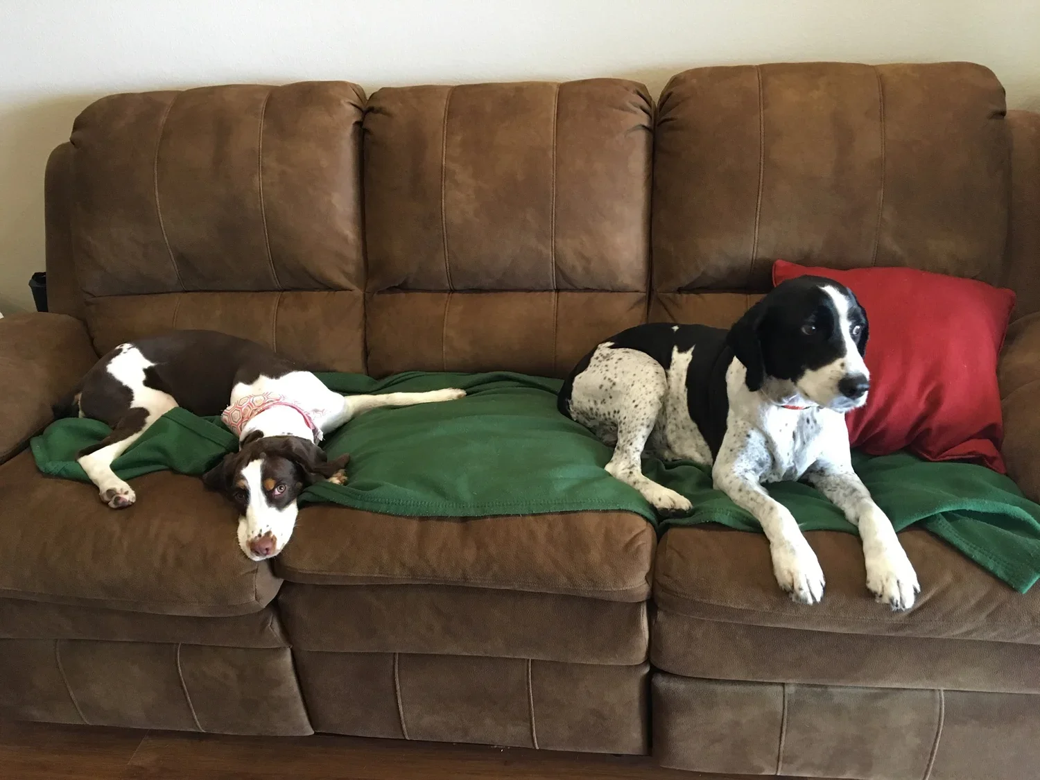 Dogs1.webp