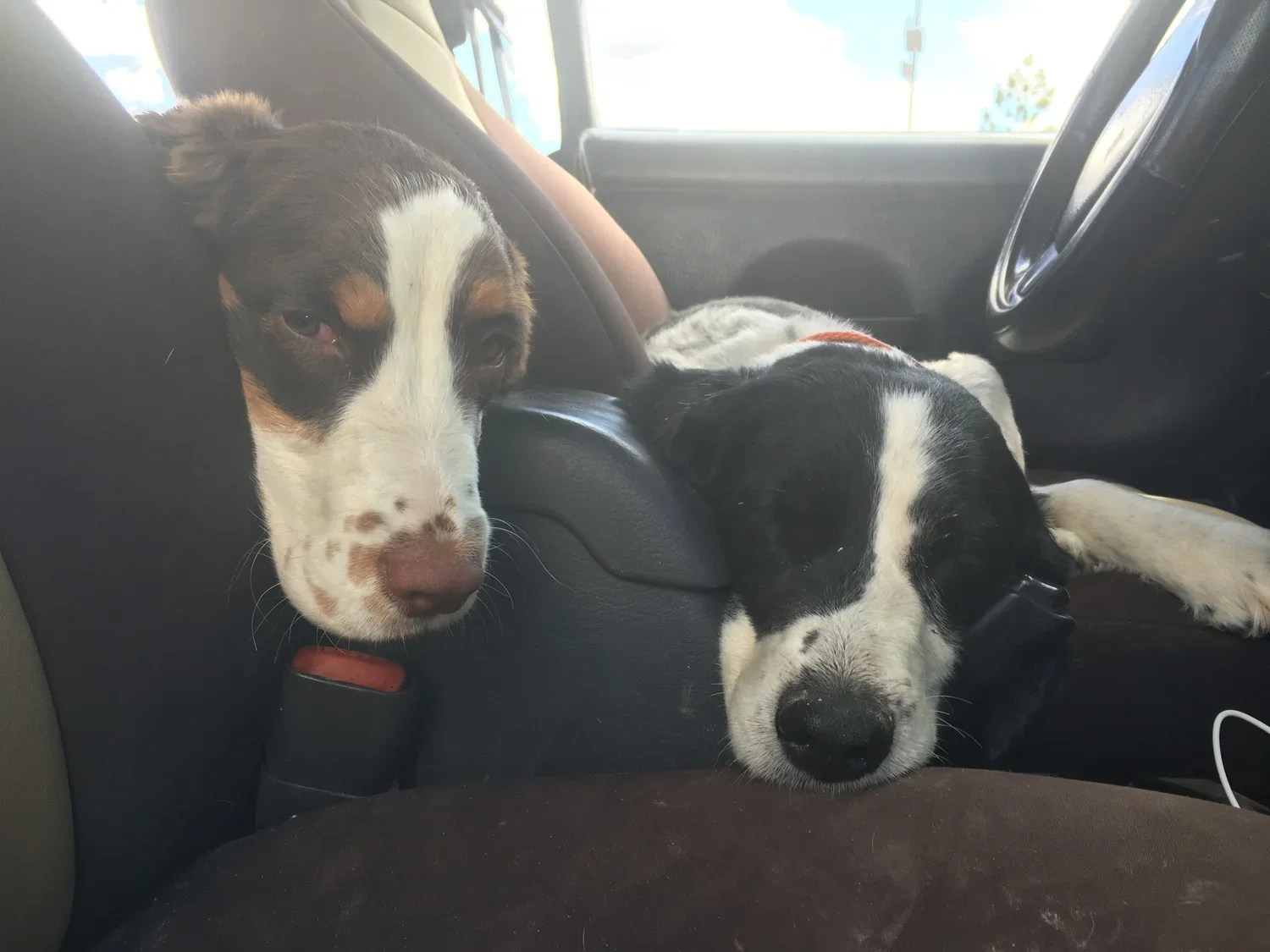 Dogs2.webp