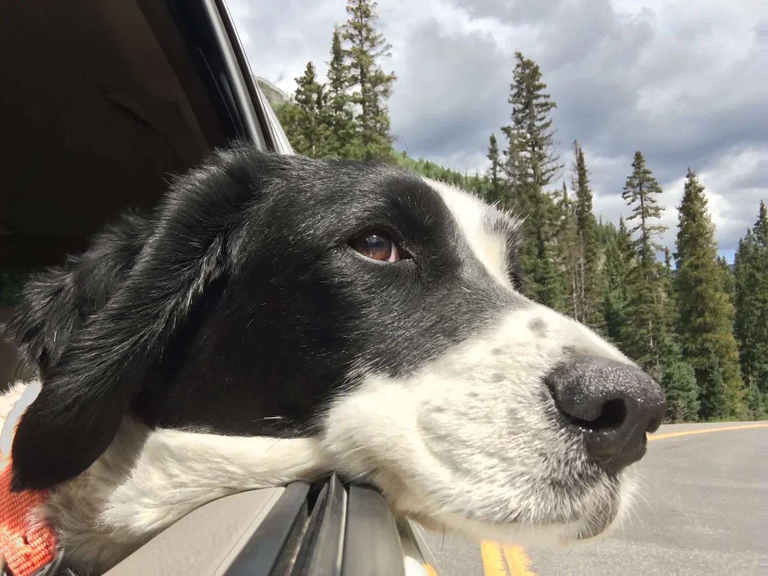 Dogs3.webp