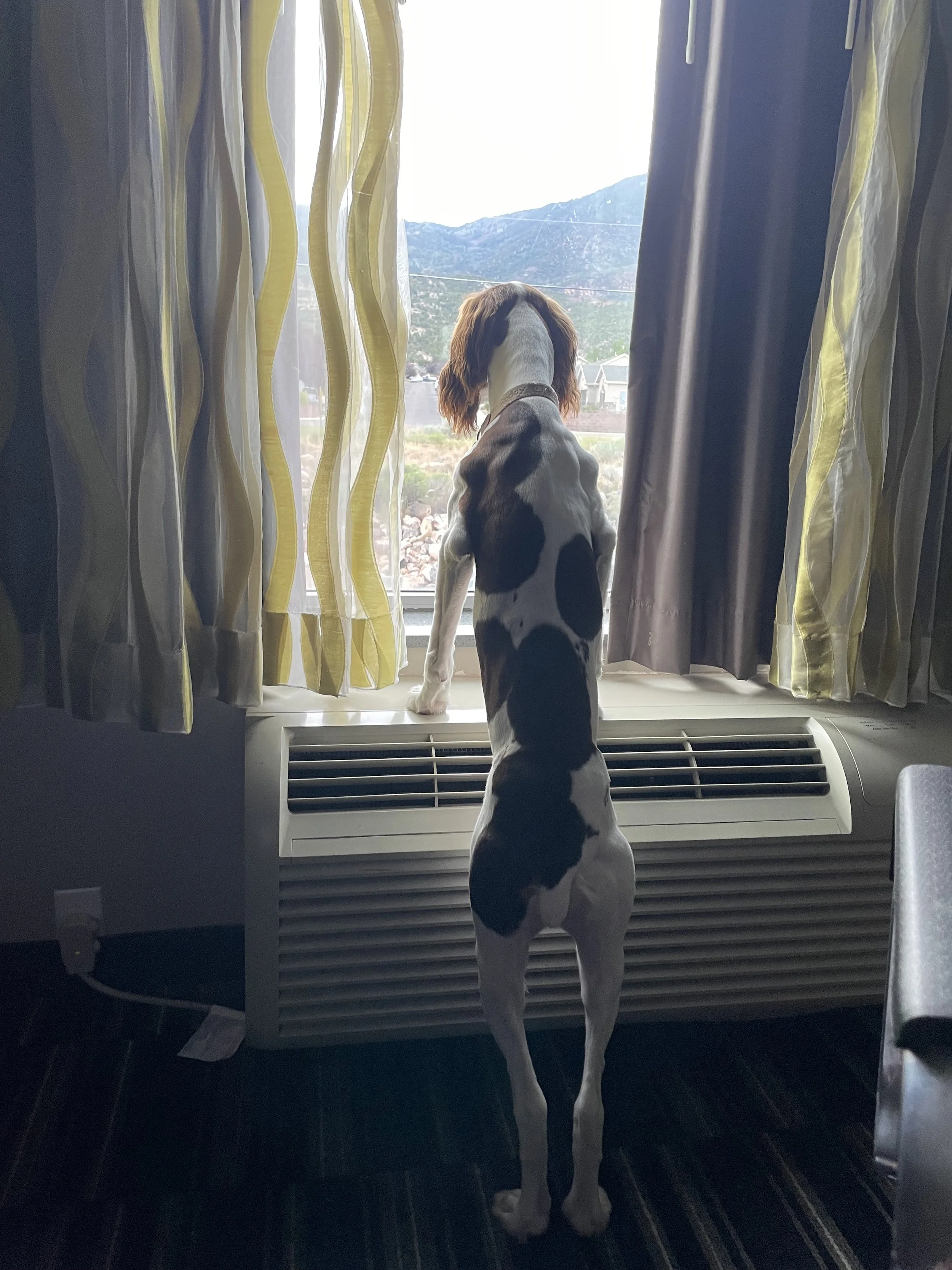 Pepper looking out the hotel window.