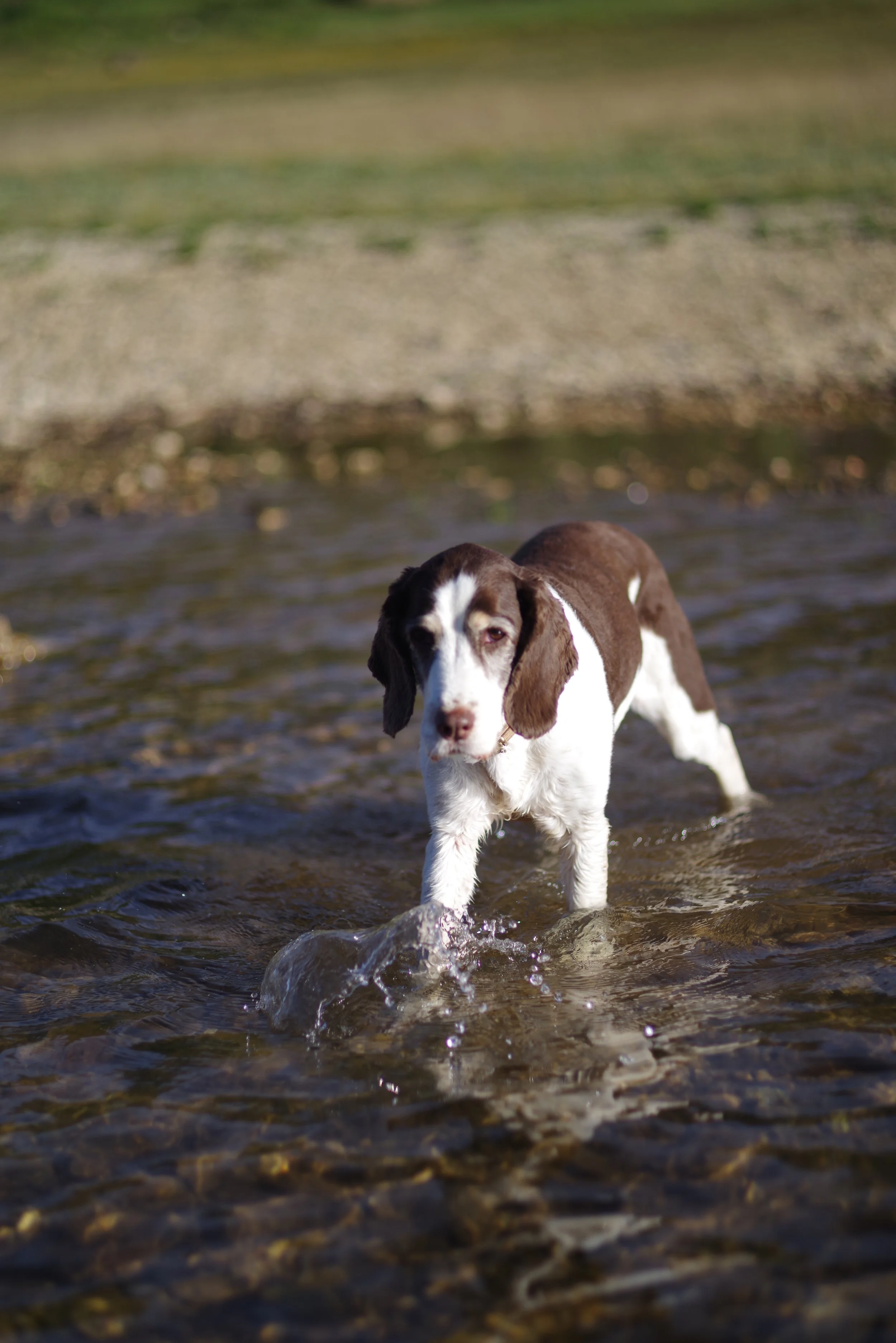 Topo. Not as adventurous as she once was, but she still had so much fun.