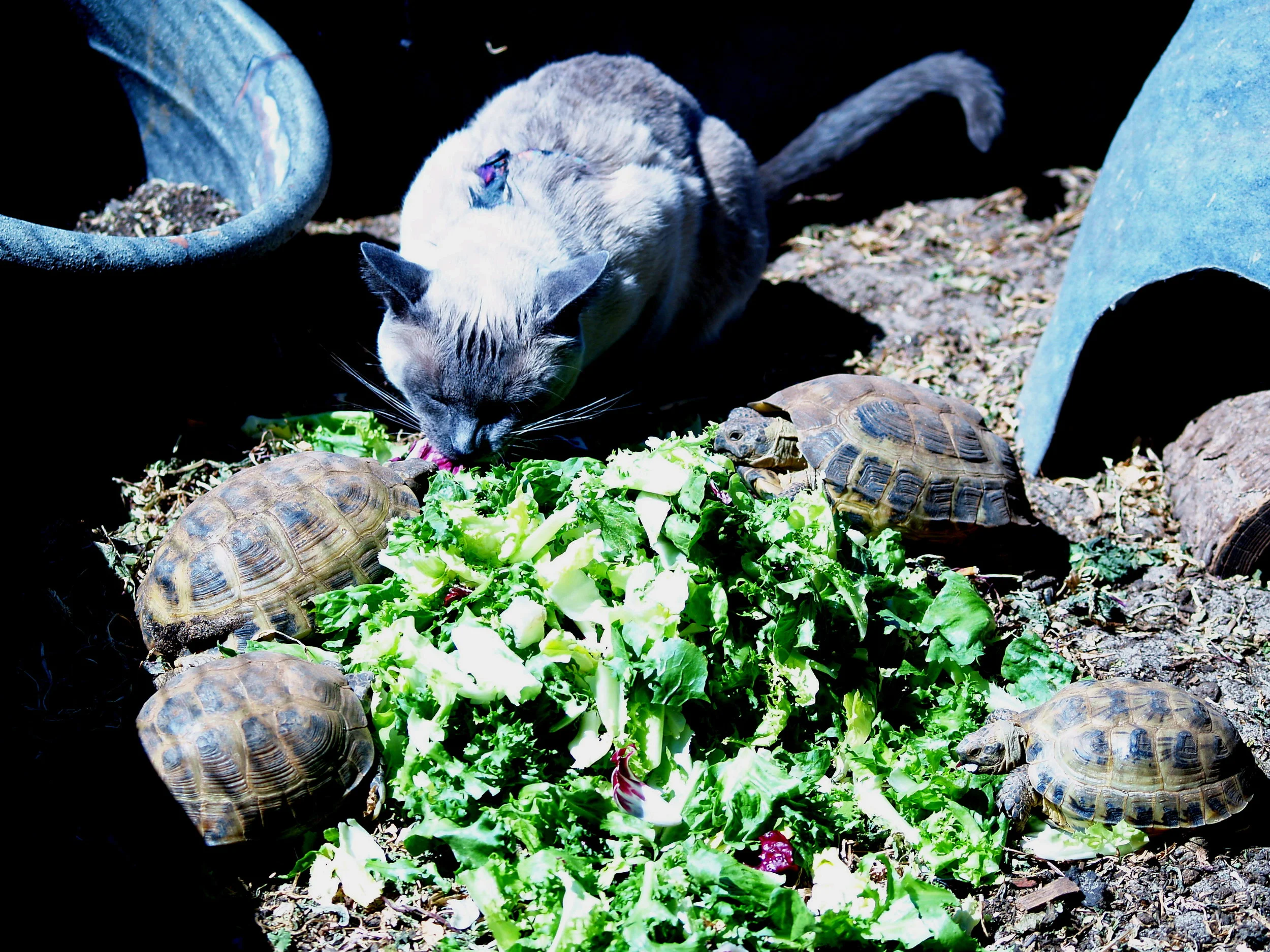 Tortoise2.2.jpg