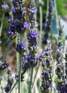 Sweet Lavender