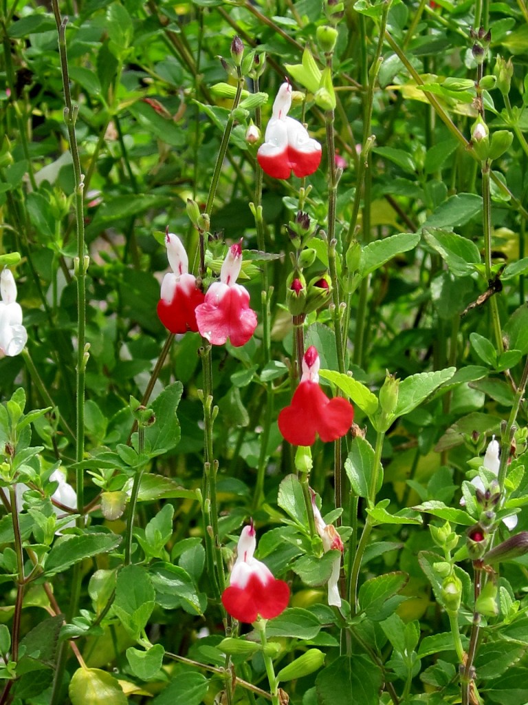 Hot Lips Sage