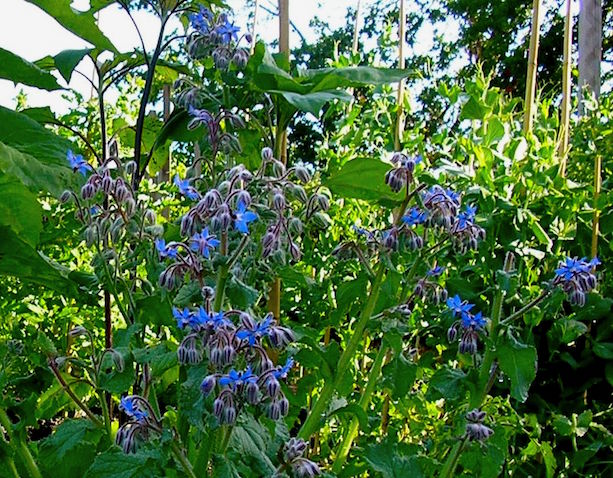 Borage