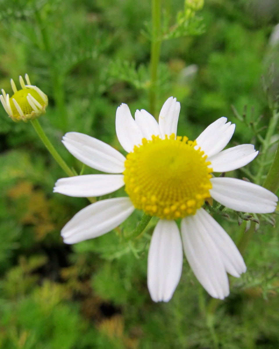 German Chamomile