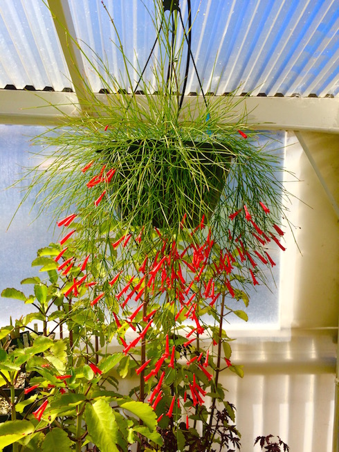 Hummingbird Basket