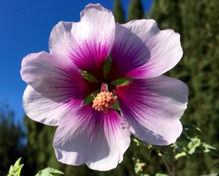 Tree Mallow