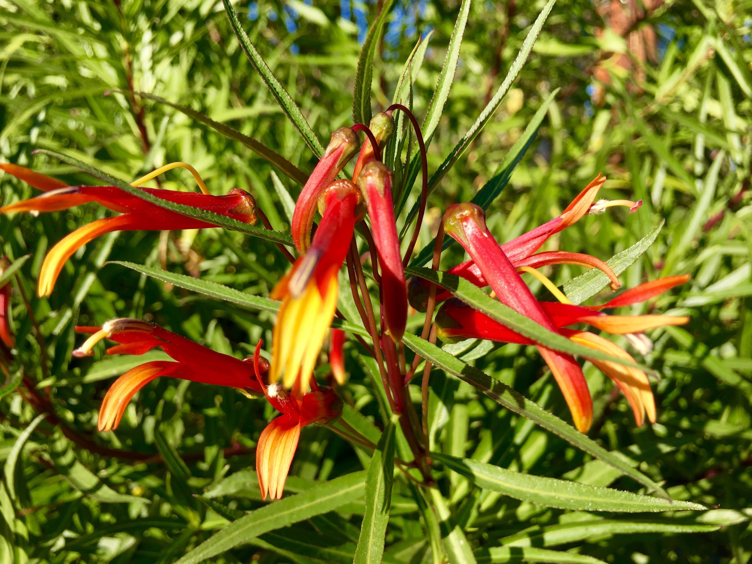 Cardinal Flower