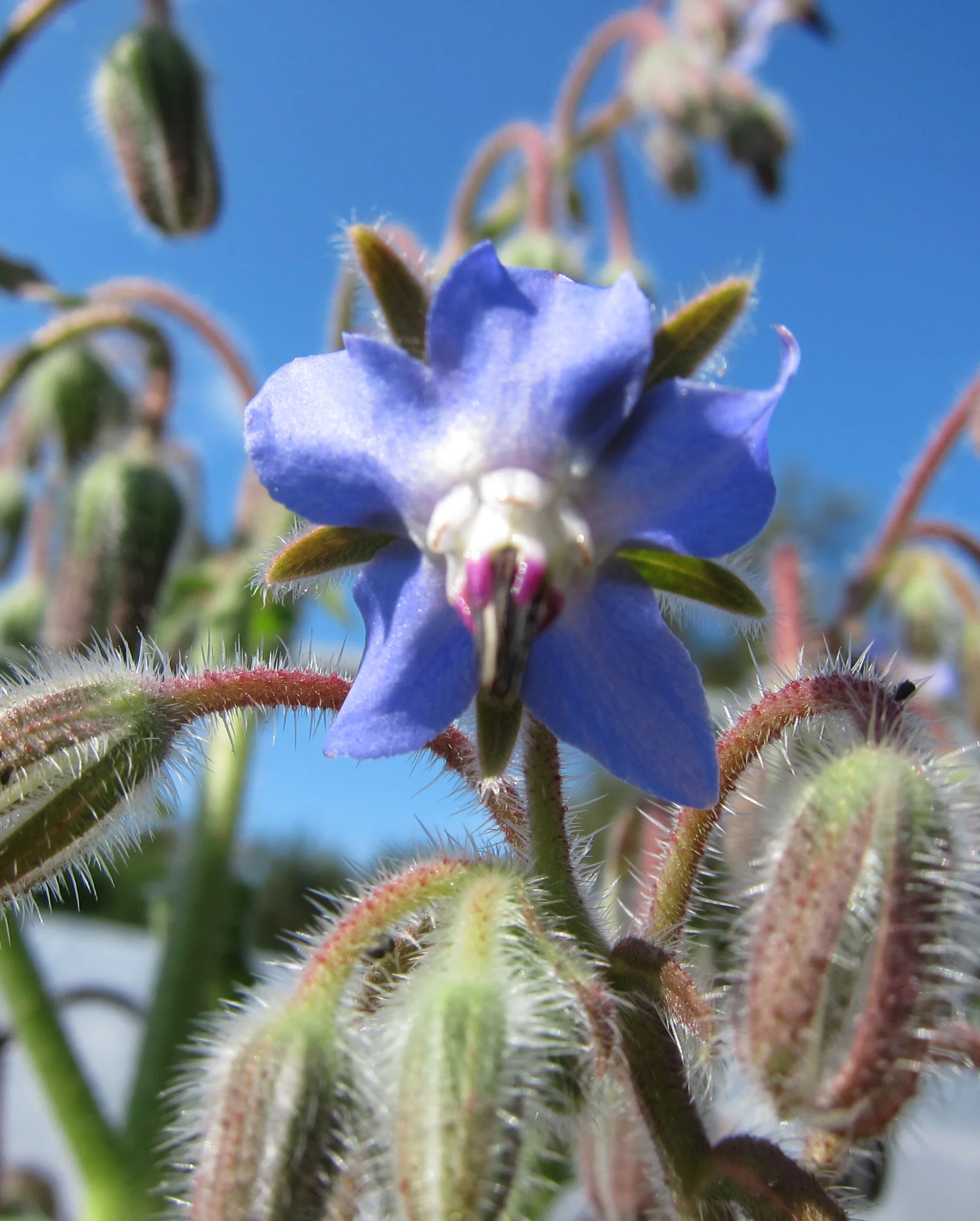 Flowers, Fragrance & Flavor — Pearson's Gardens & Herb Farm