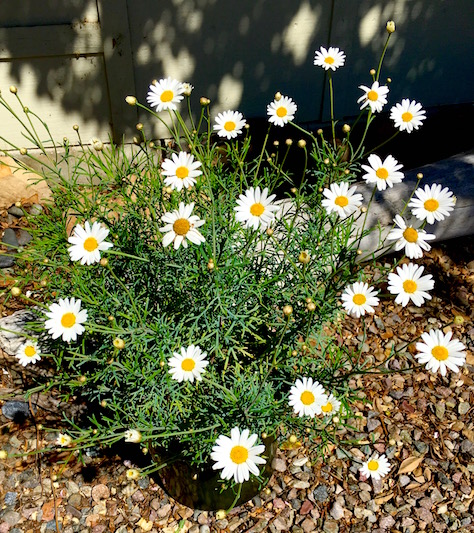 La Jolla Seaside Daisy