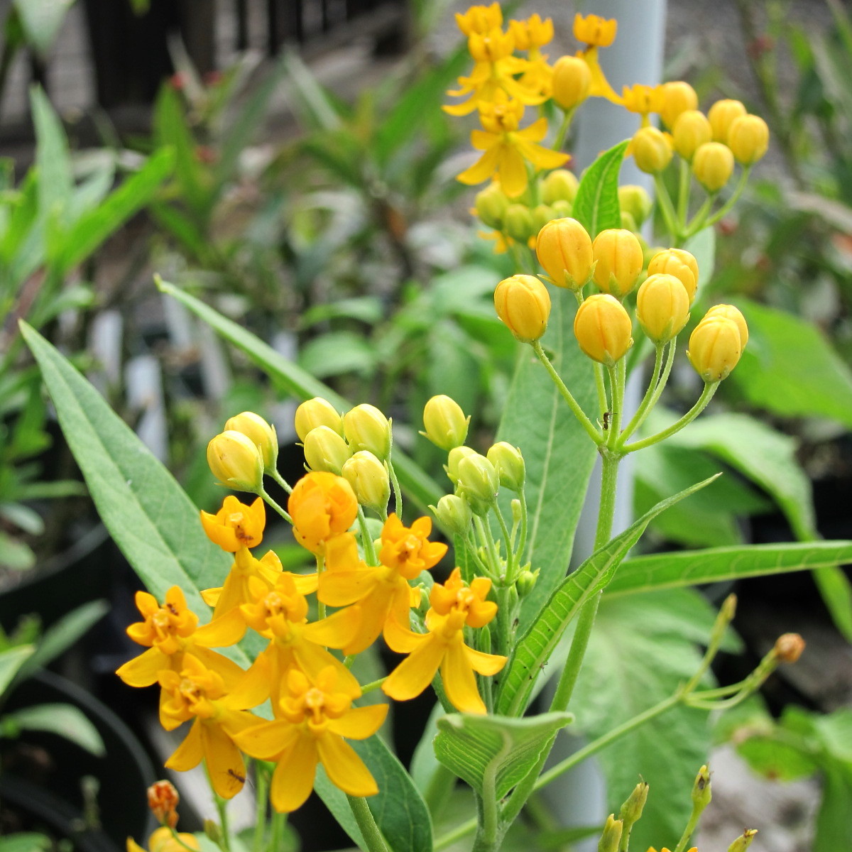 Silky Yellow Milkweed